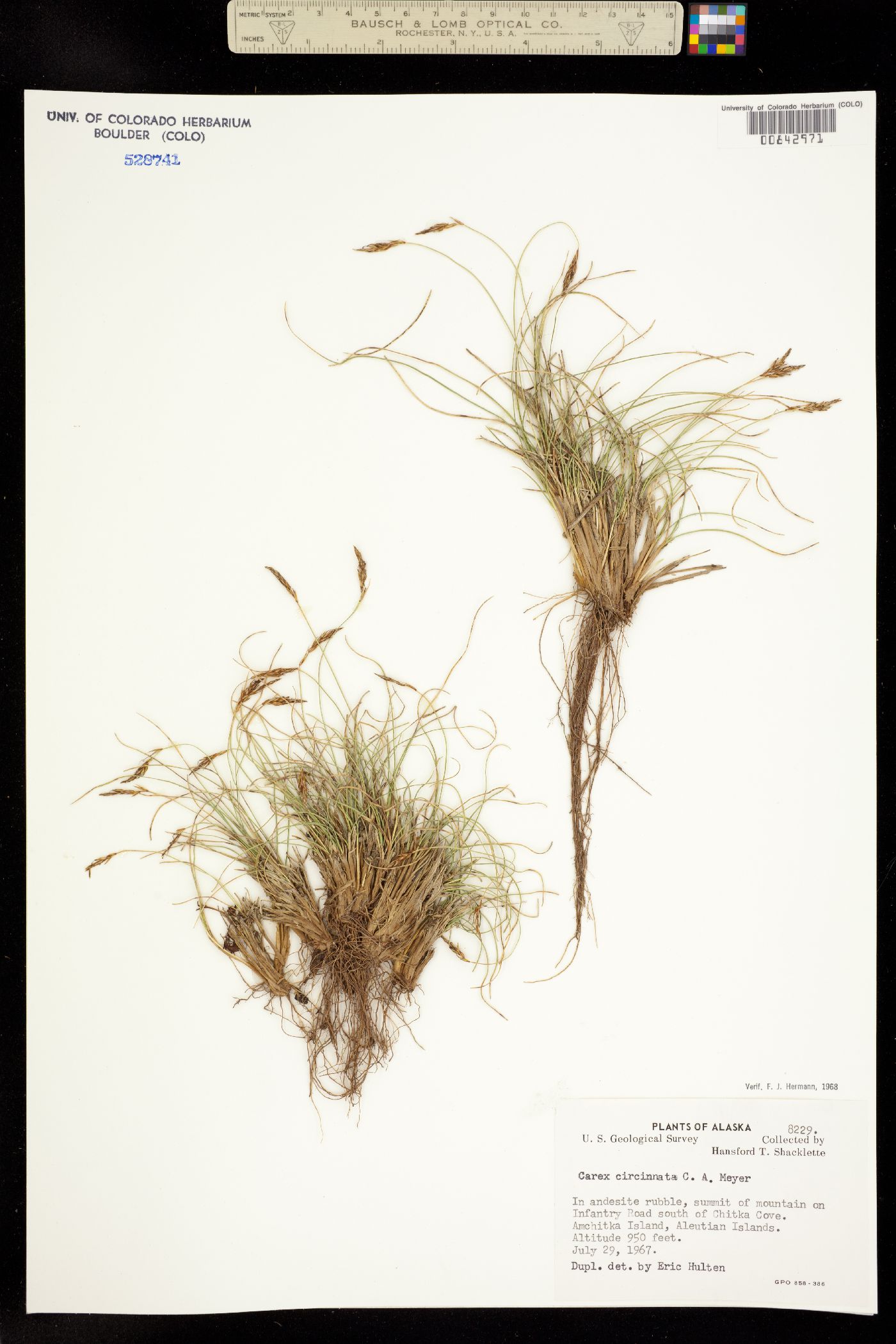 Carex circinata image