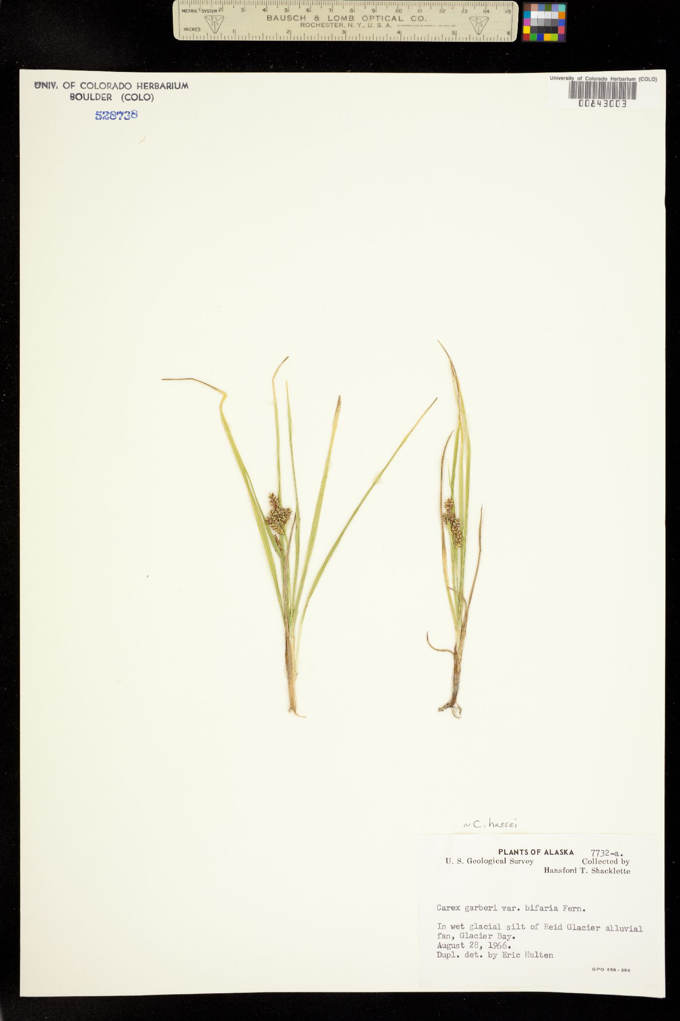 Carex hassei image