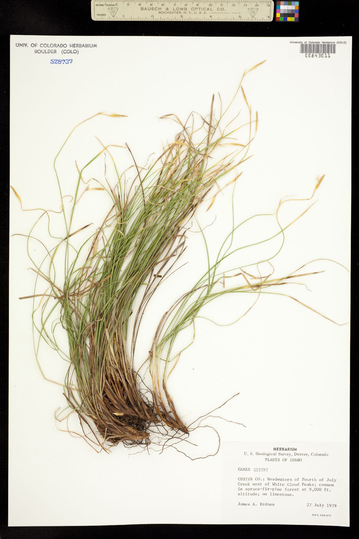 Carex geyeri image