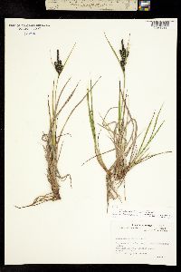 Carex hindsii image