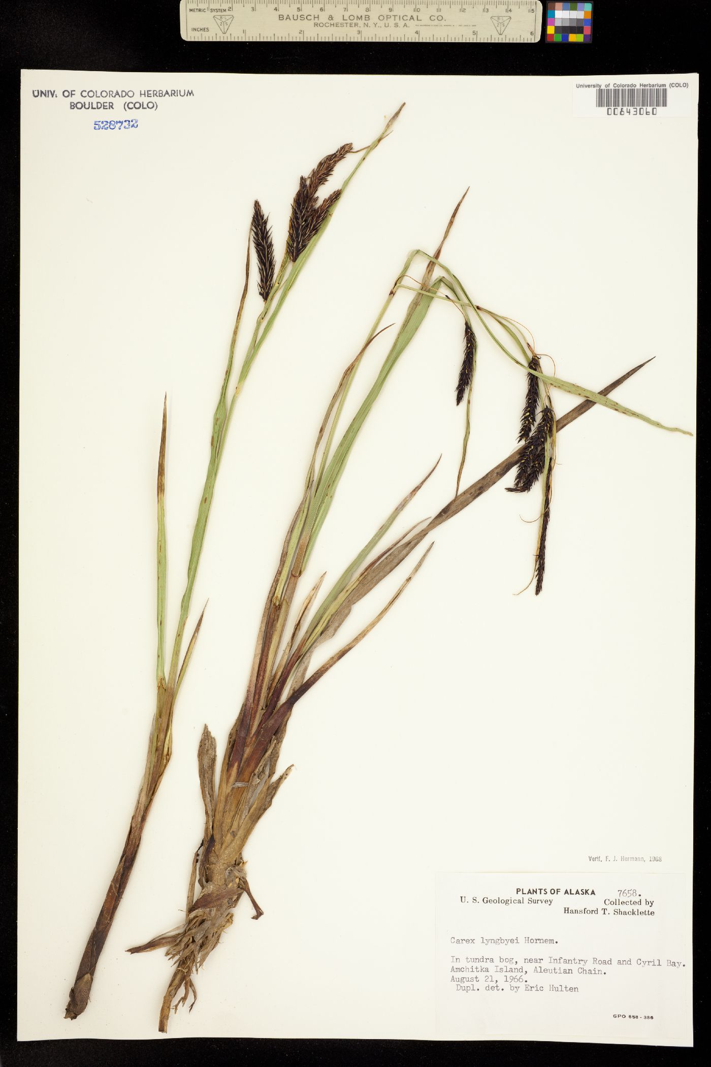 Carex lyngbyei image