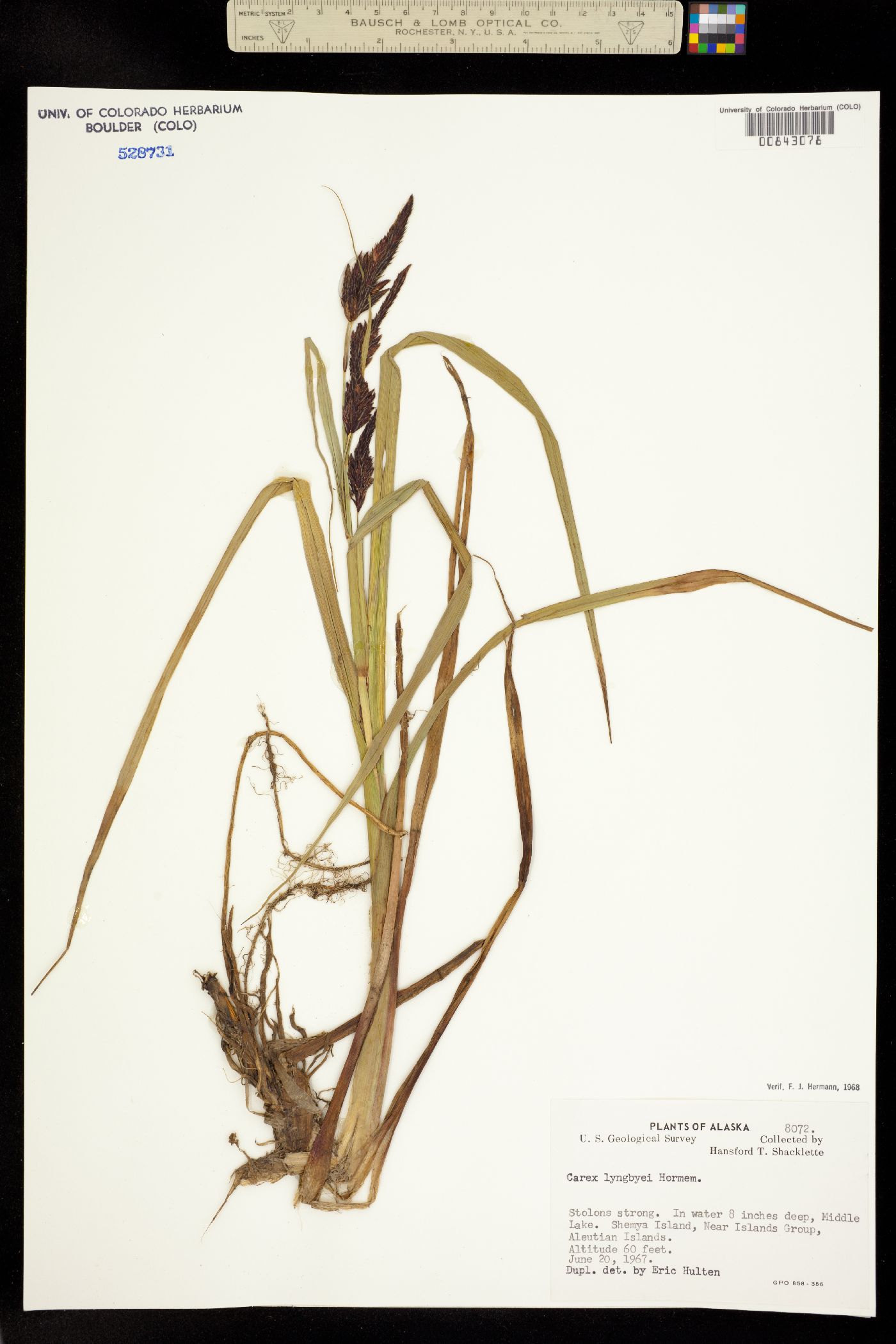 Carex lyngbyei image