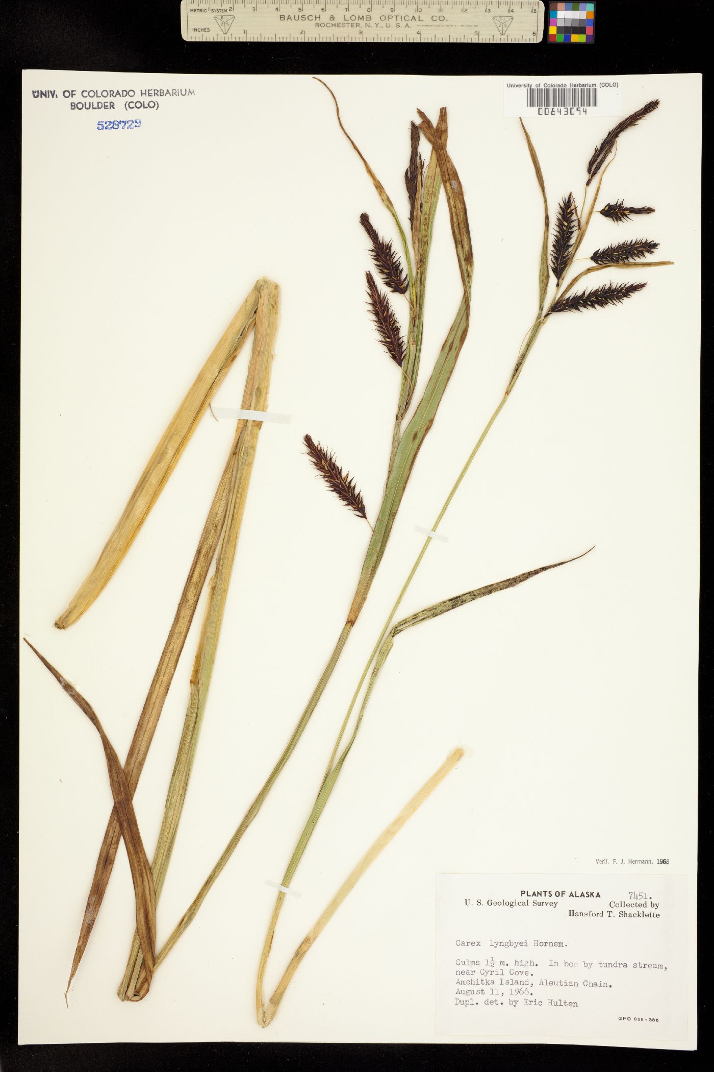 Carex lyngbyei image