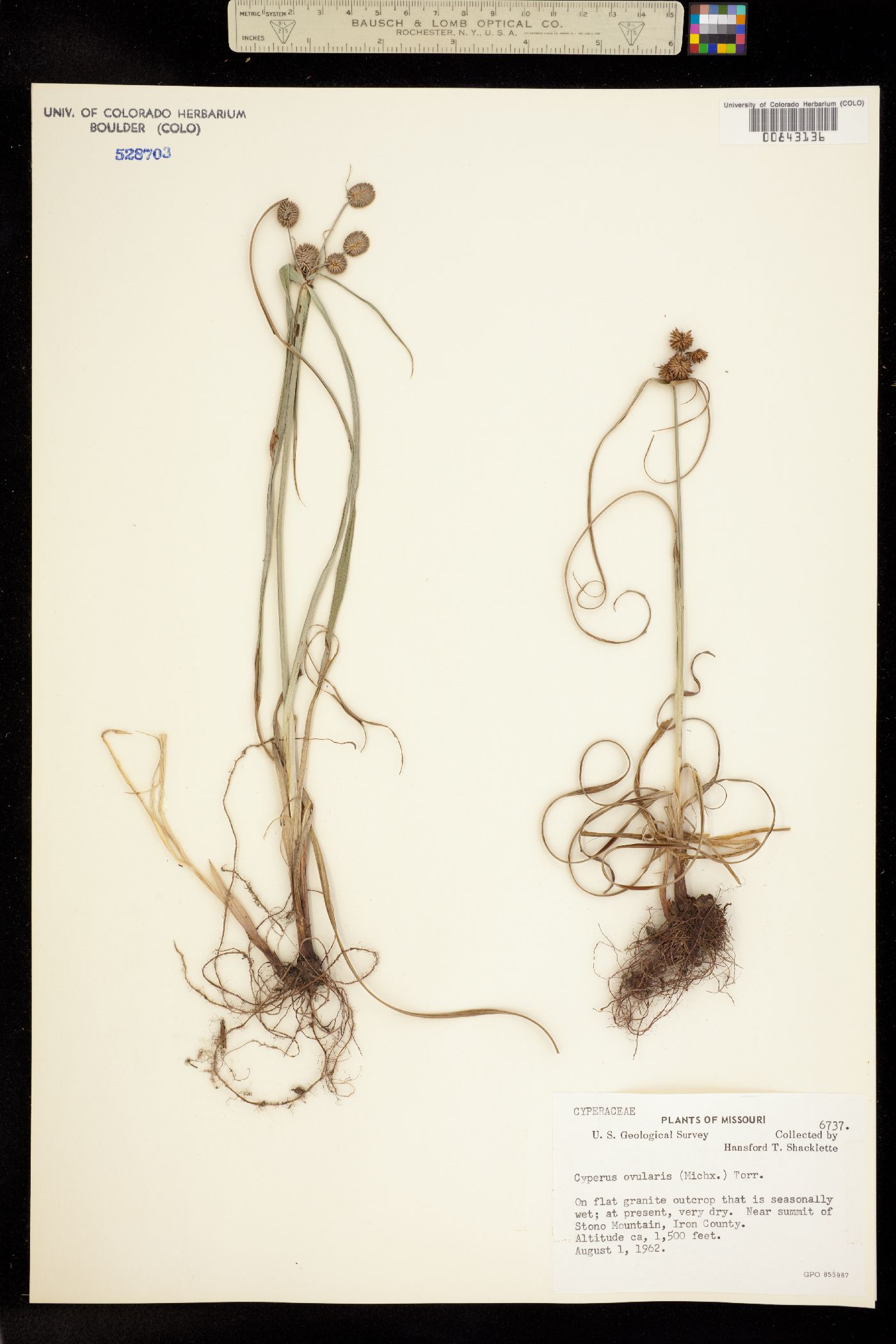 Cyperus echinatus image
