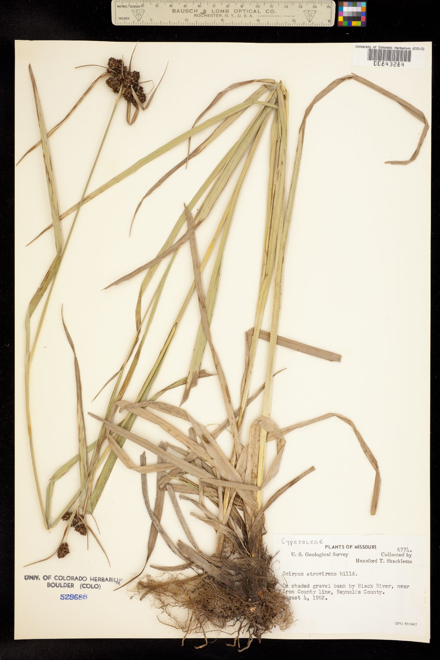 Scirpus atrovirens image