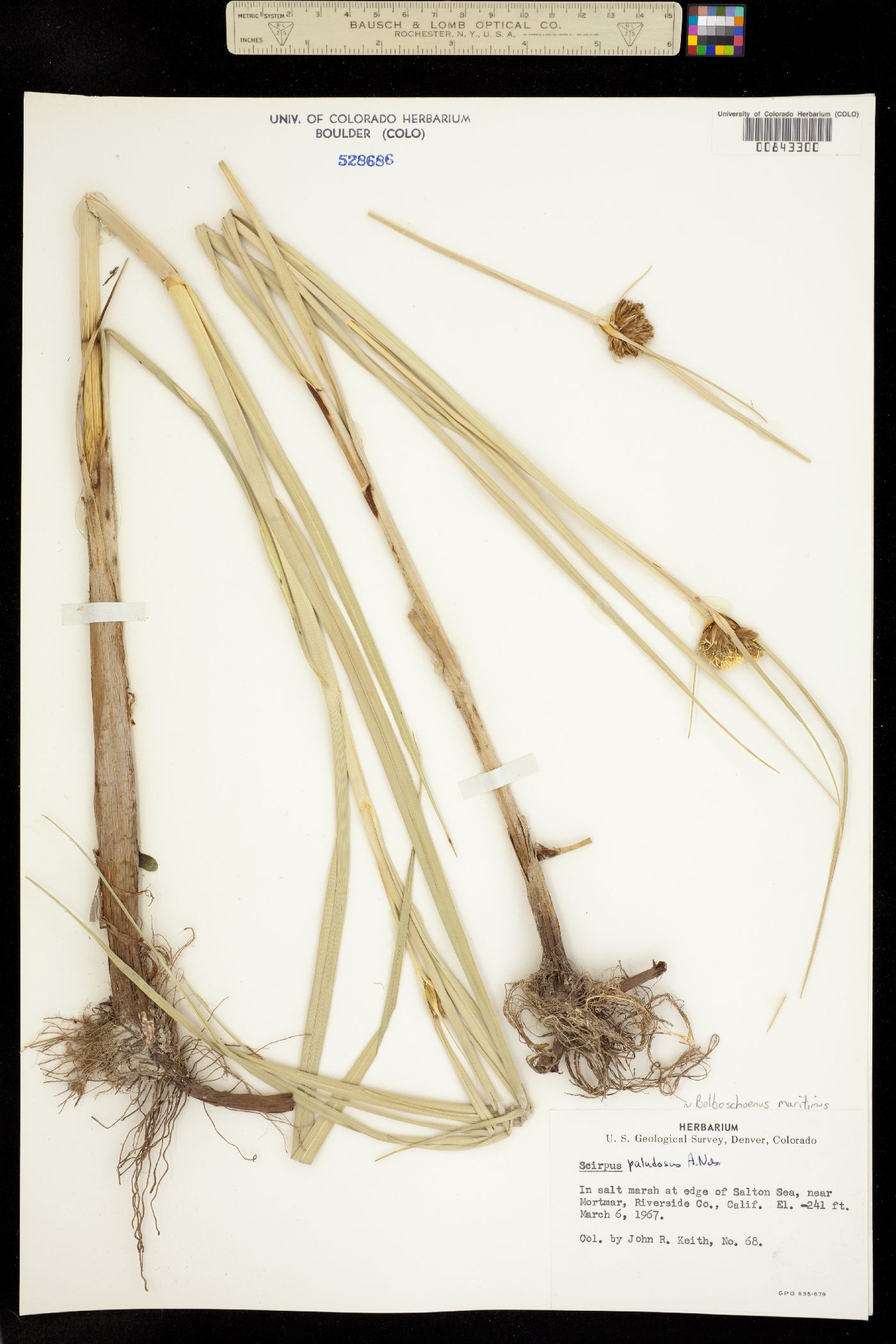Bolboschoenus maritimus ssp. paludosus image