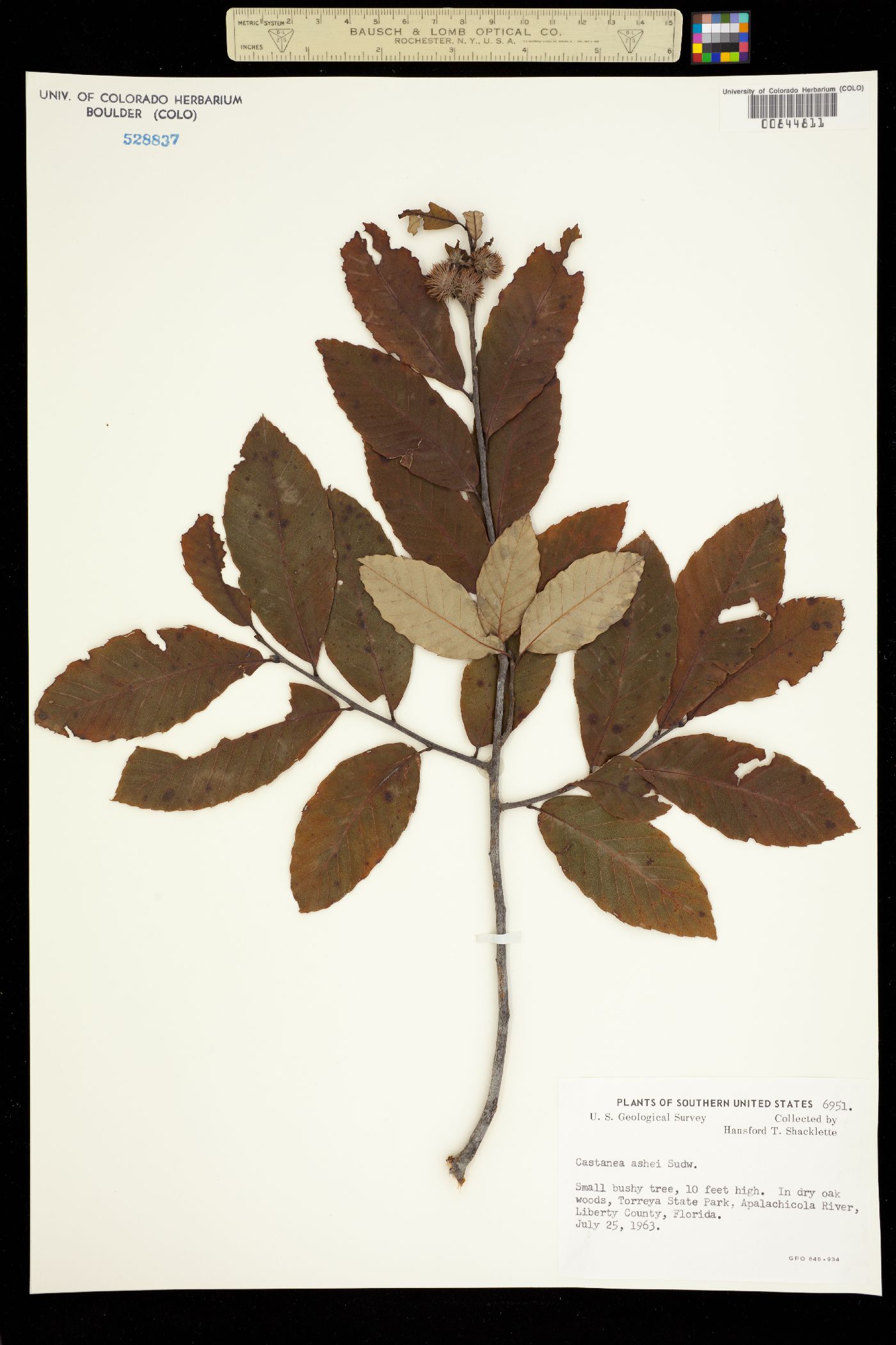 Castanea pumila image