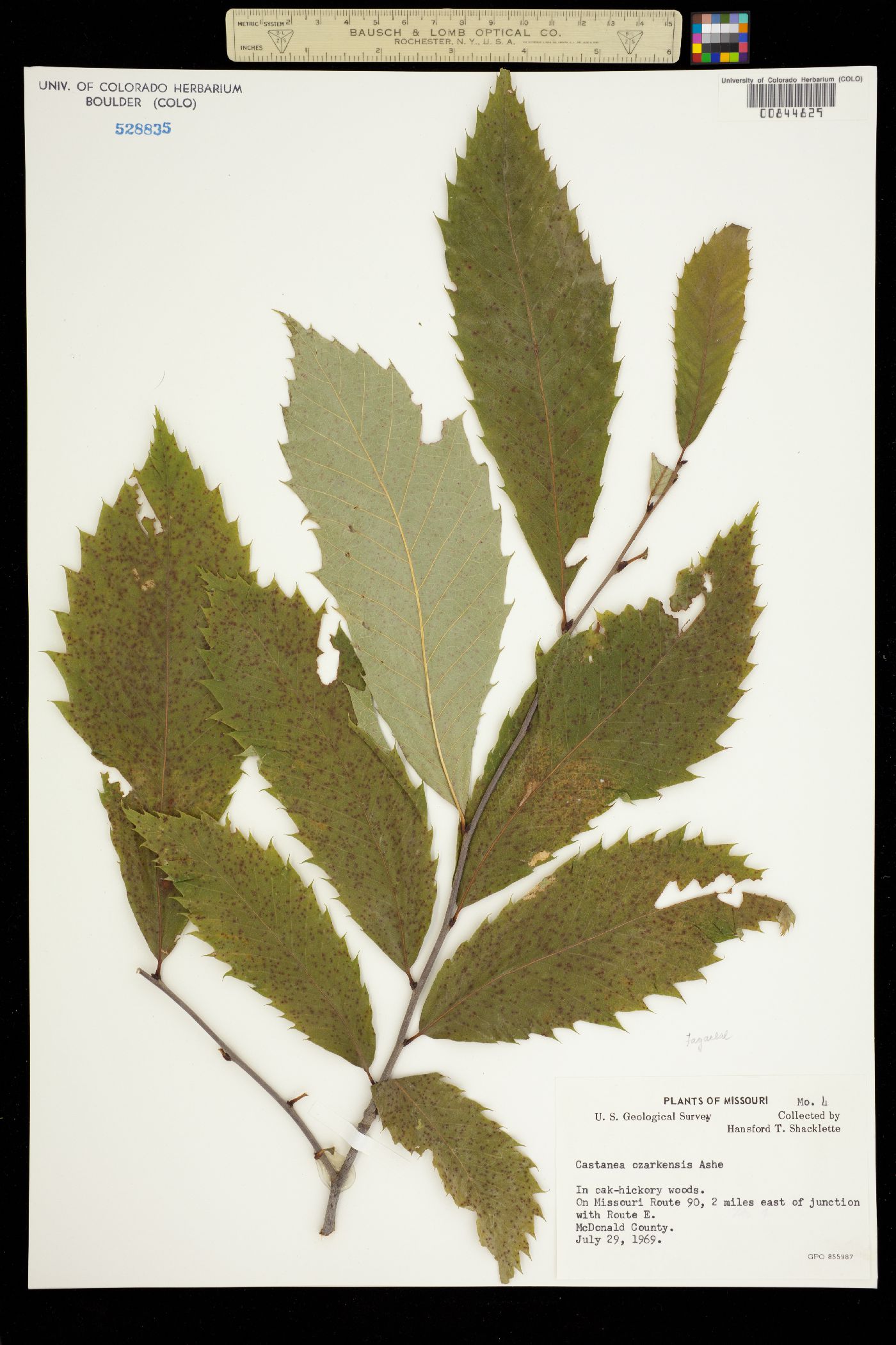 Castanea ozarkensis image