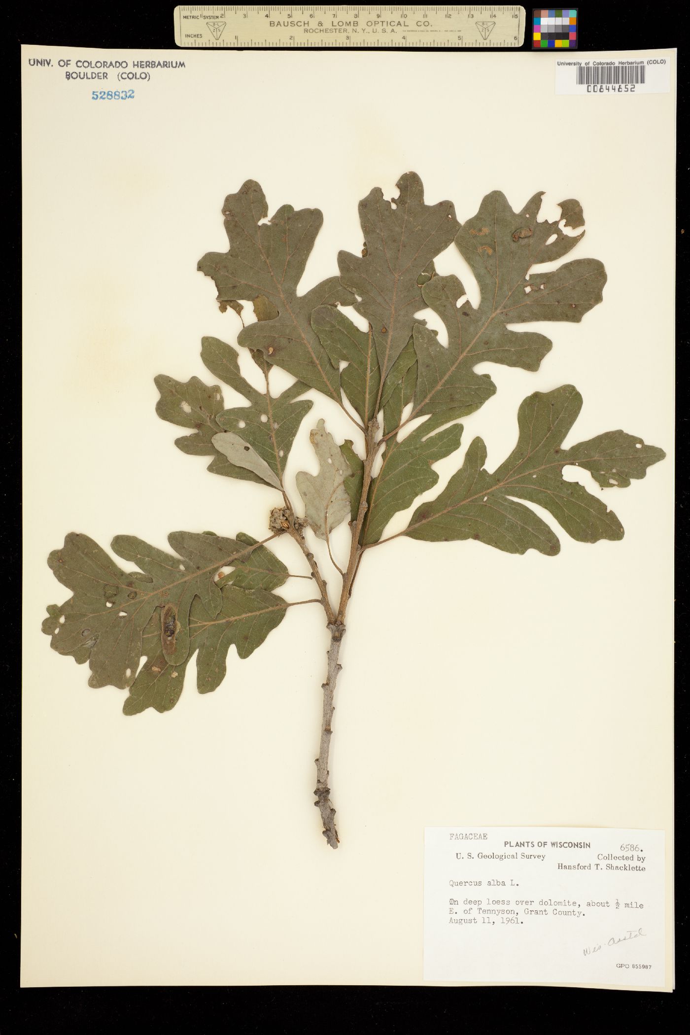 Quercus alba image