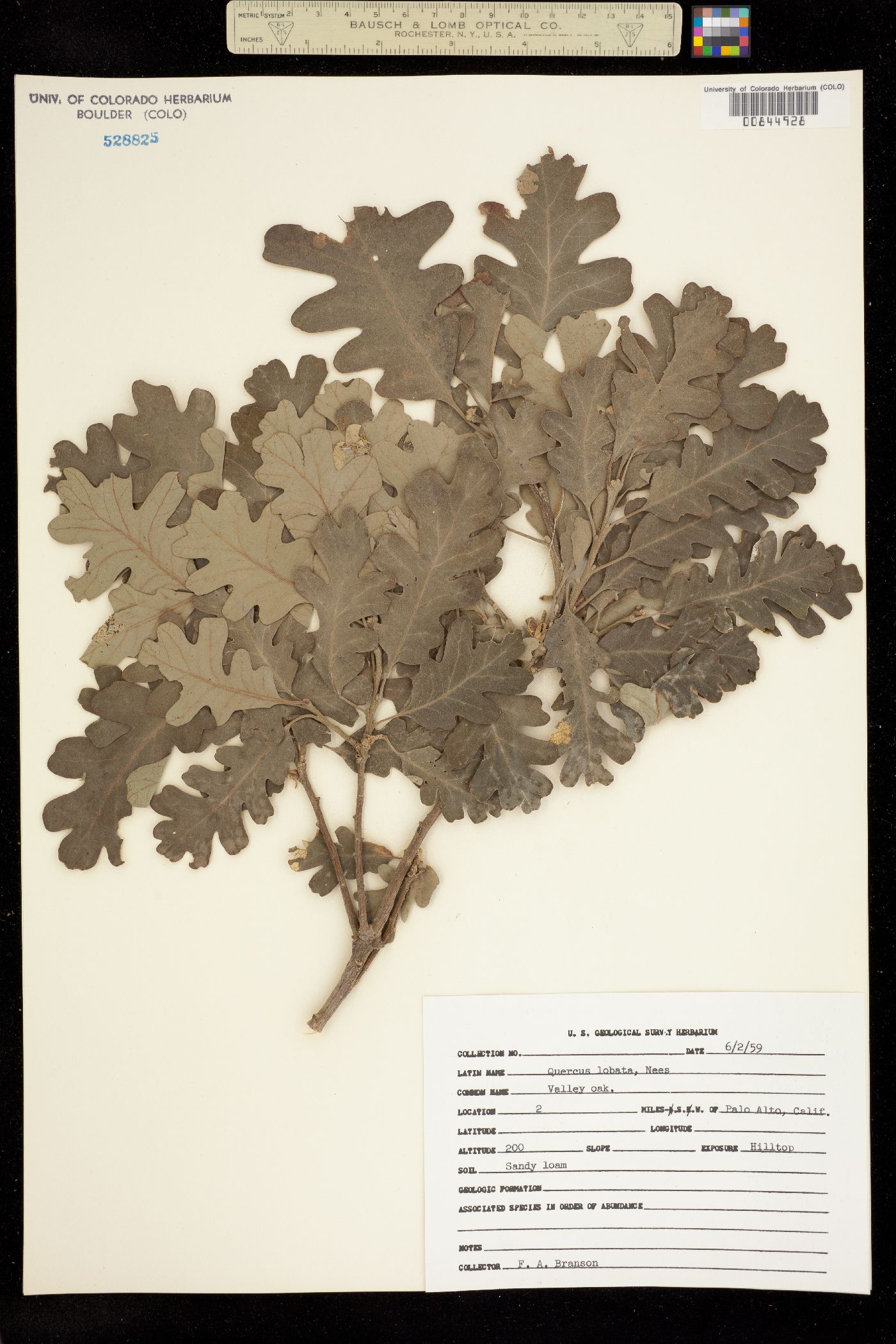Quercus lobata image