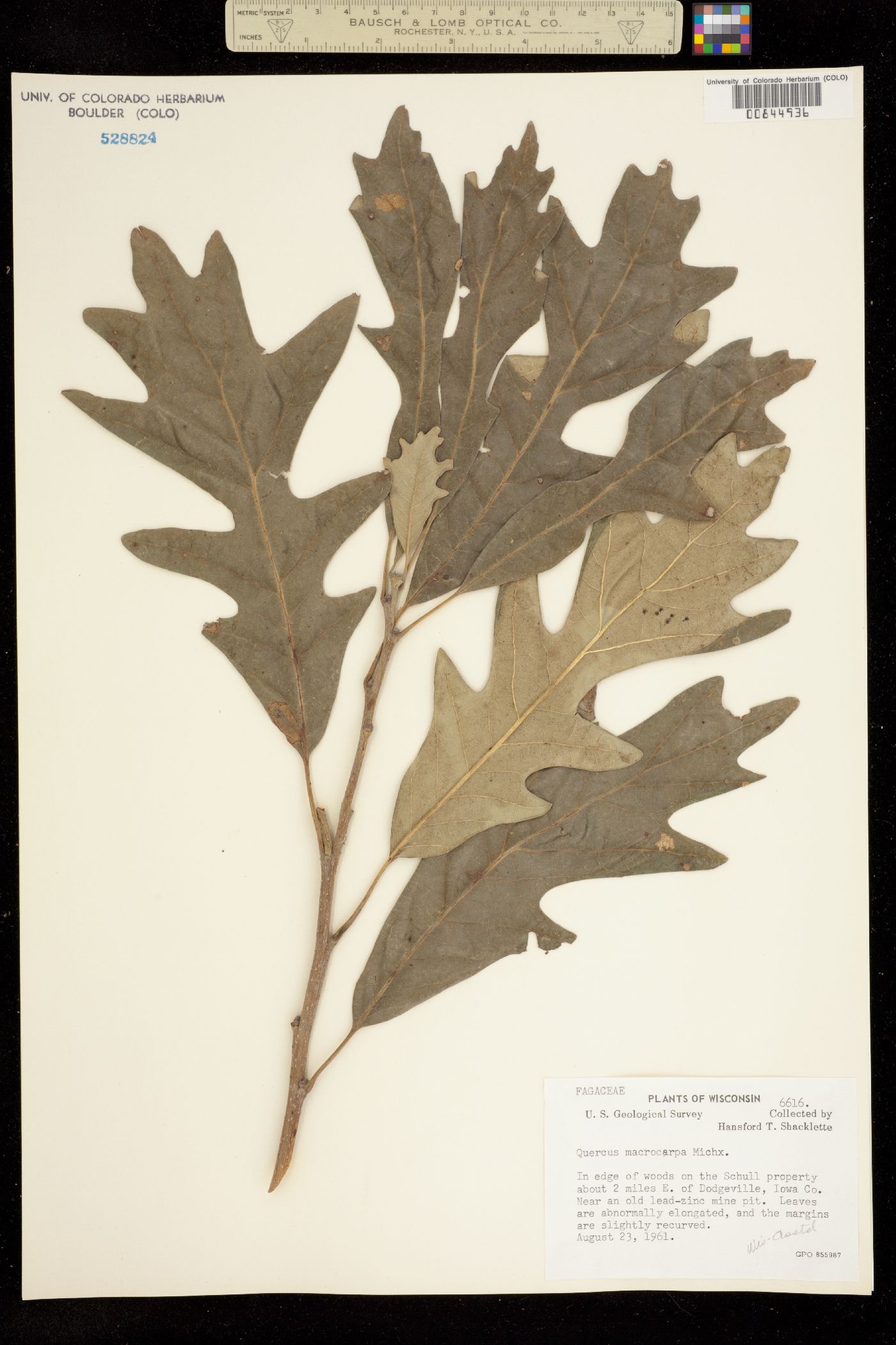 Quercus macrocarpa image