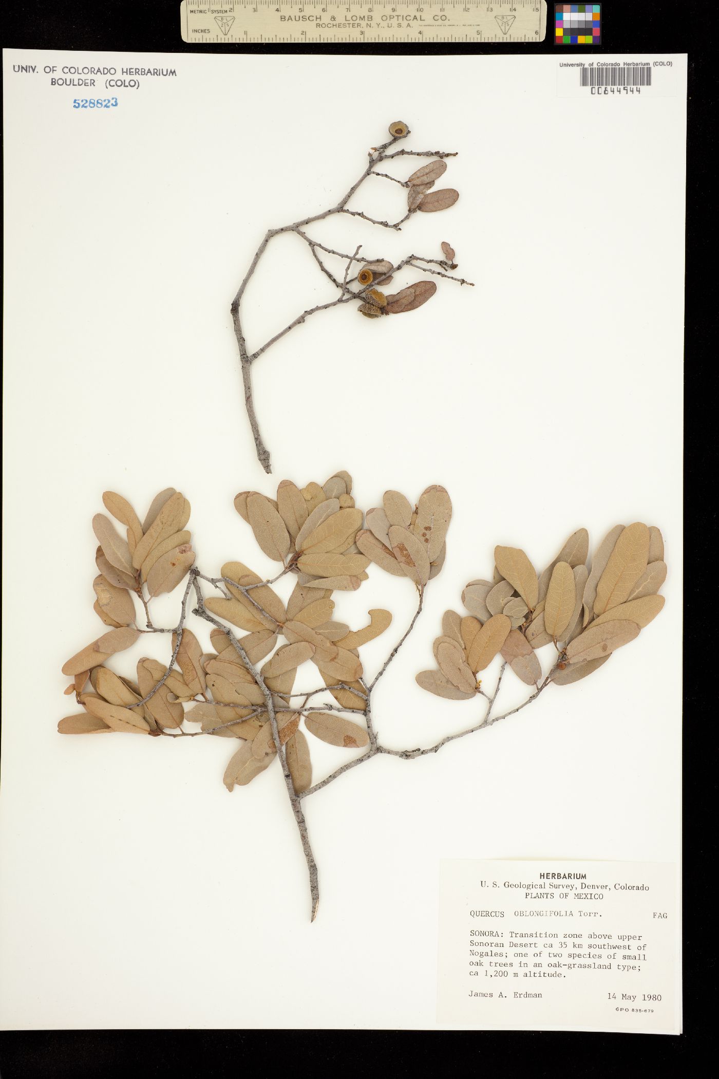 Quercus oblongifolia image