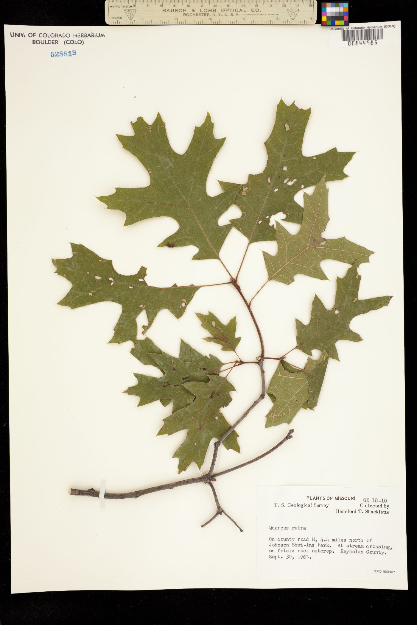 Quercus rubra image