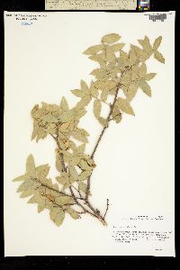 Quercus X pauciloba image