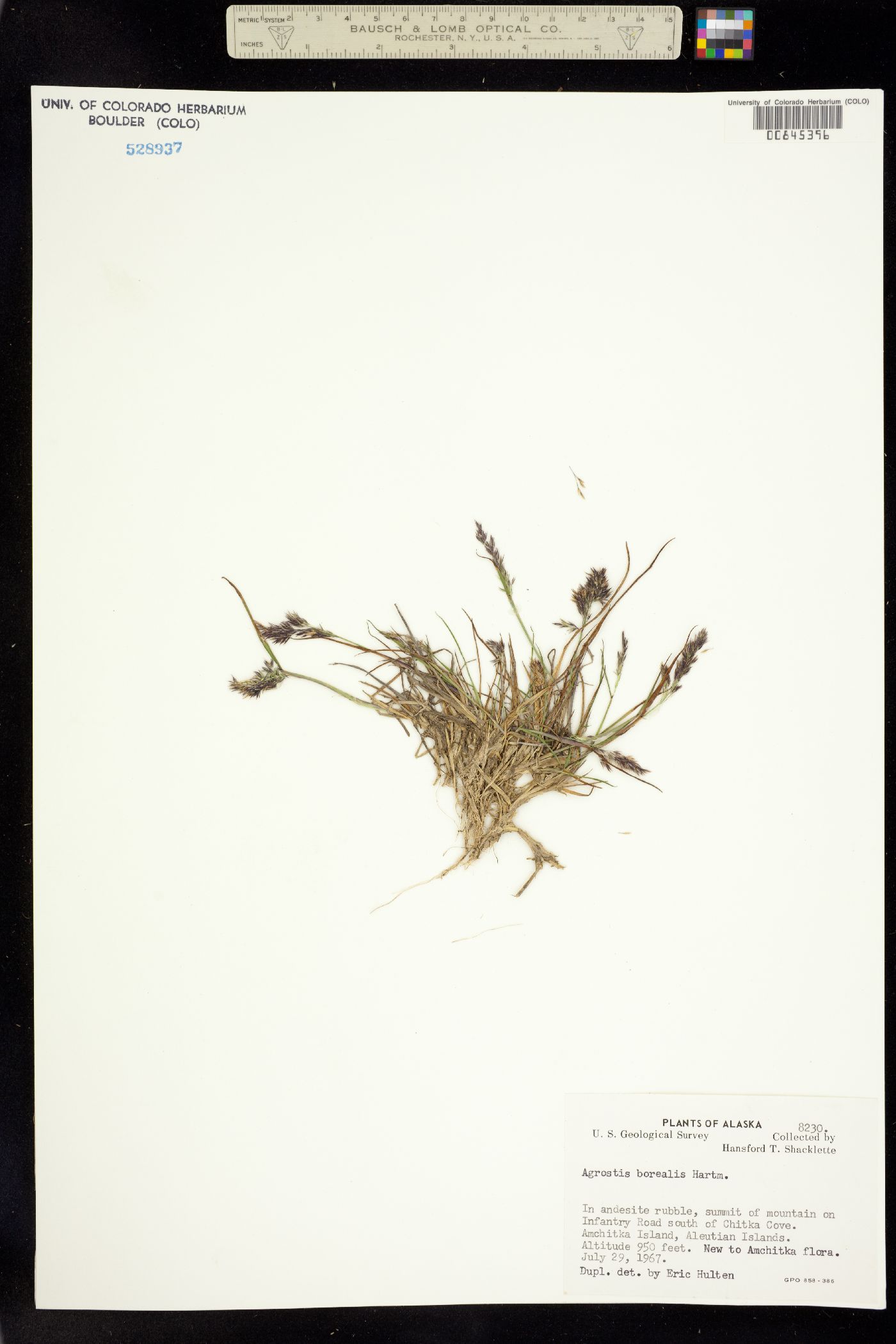 Agrostis image