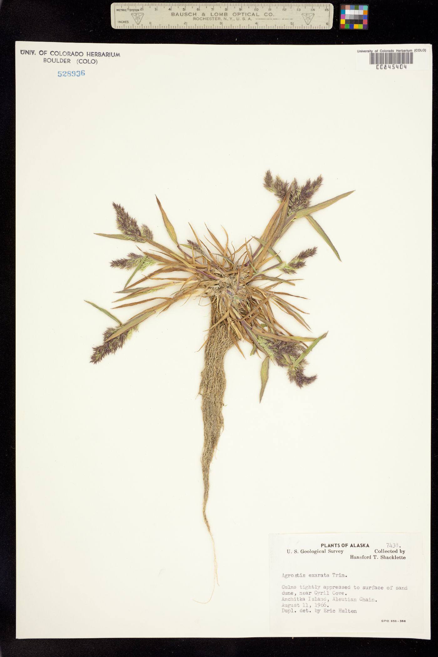 Agrostis exarata image