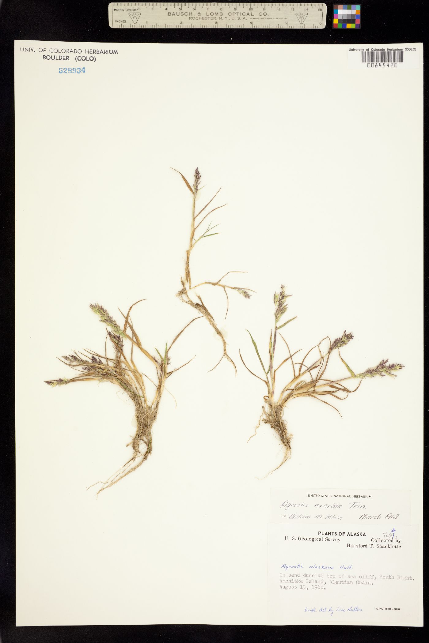 Agrostis exarata image