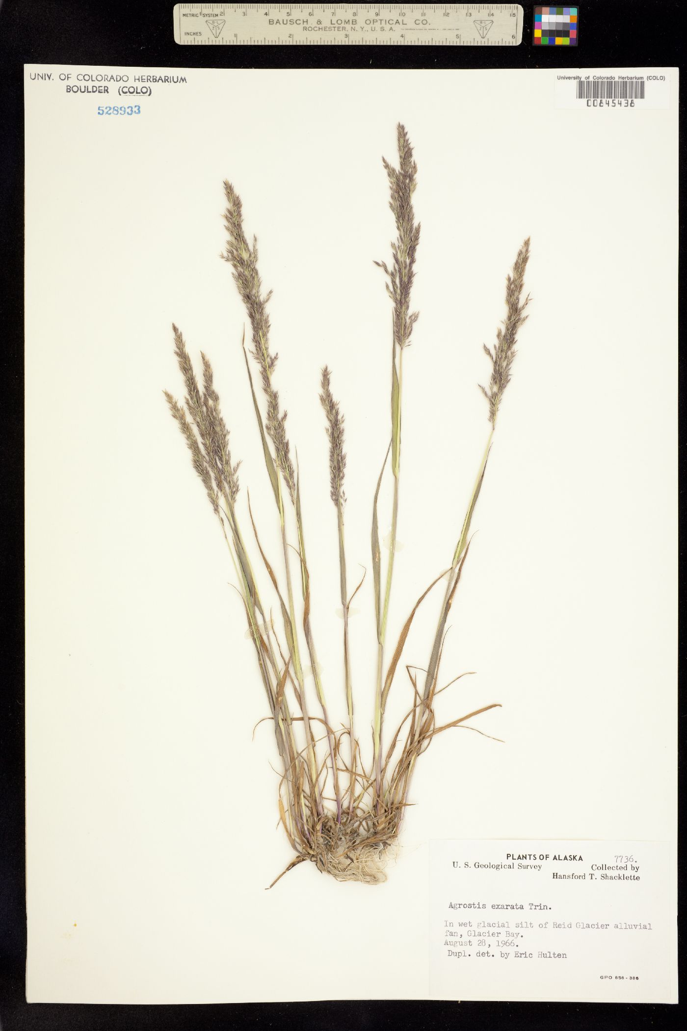 Agrostis image