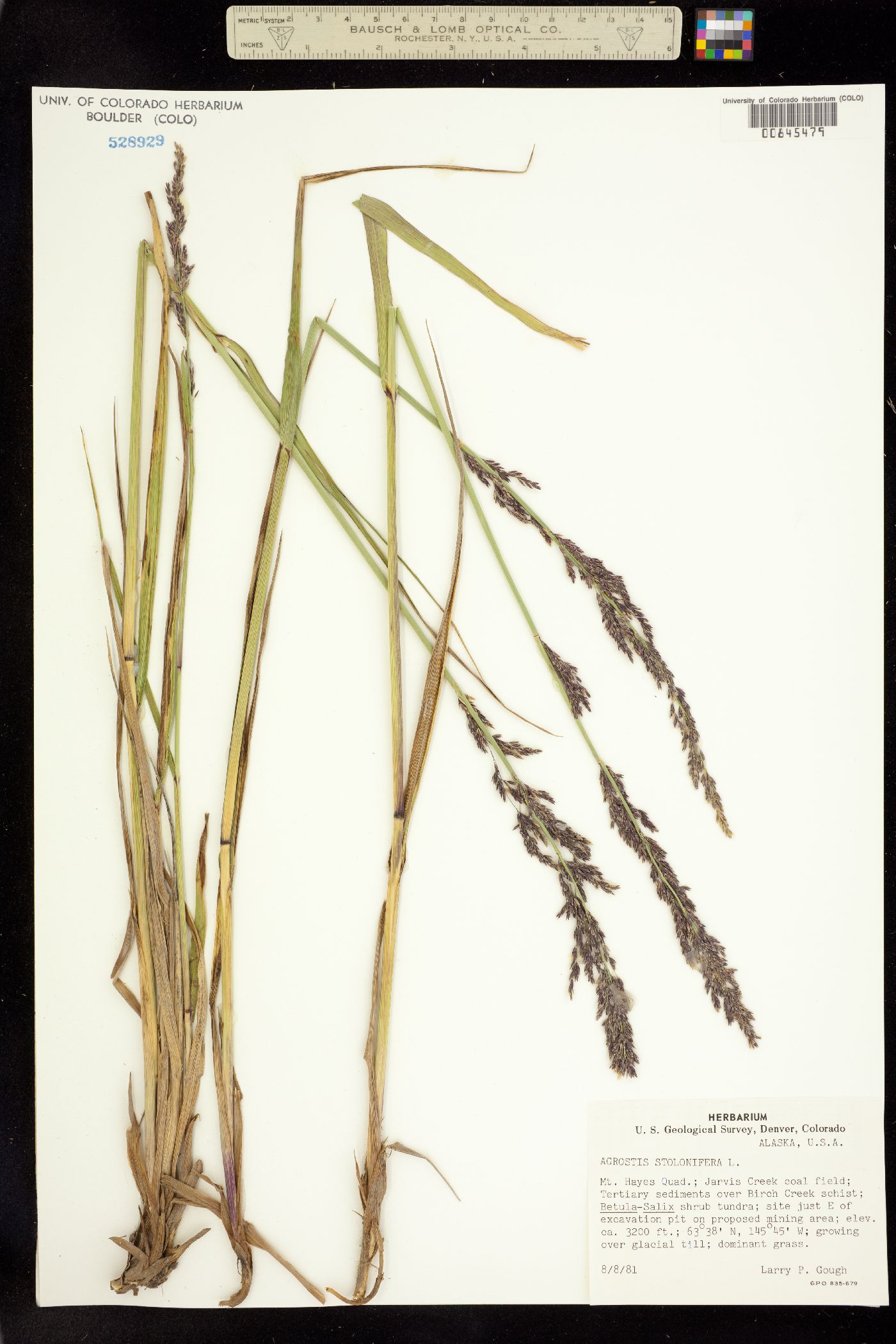 Agrostis stolonifera image