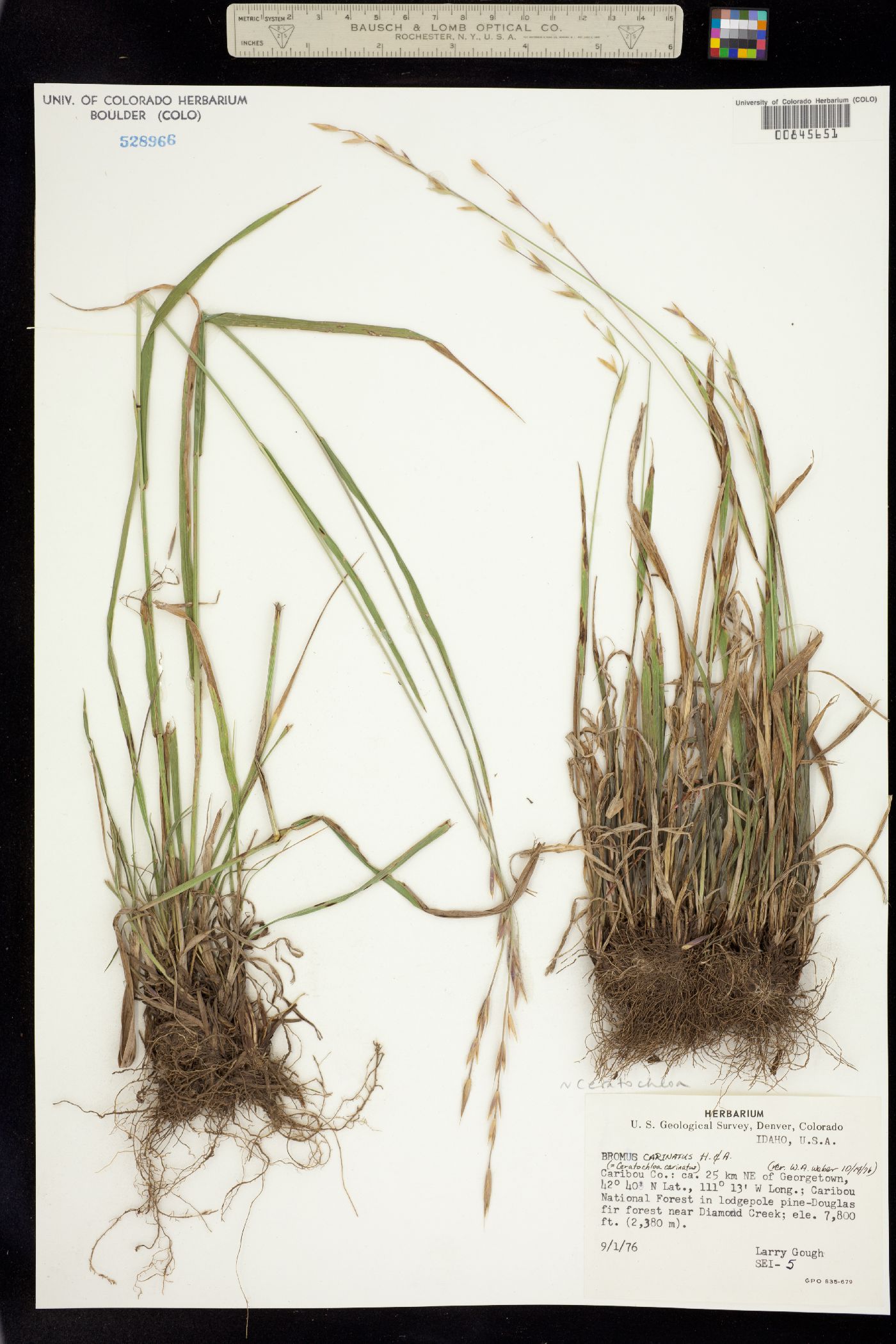Bromus carinatus image