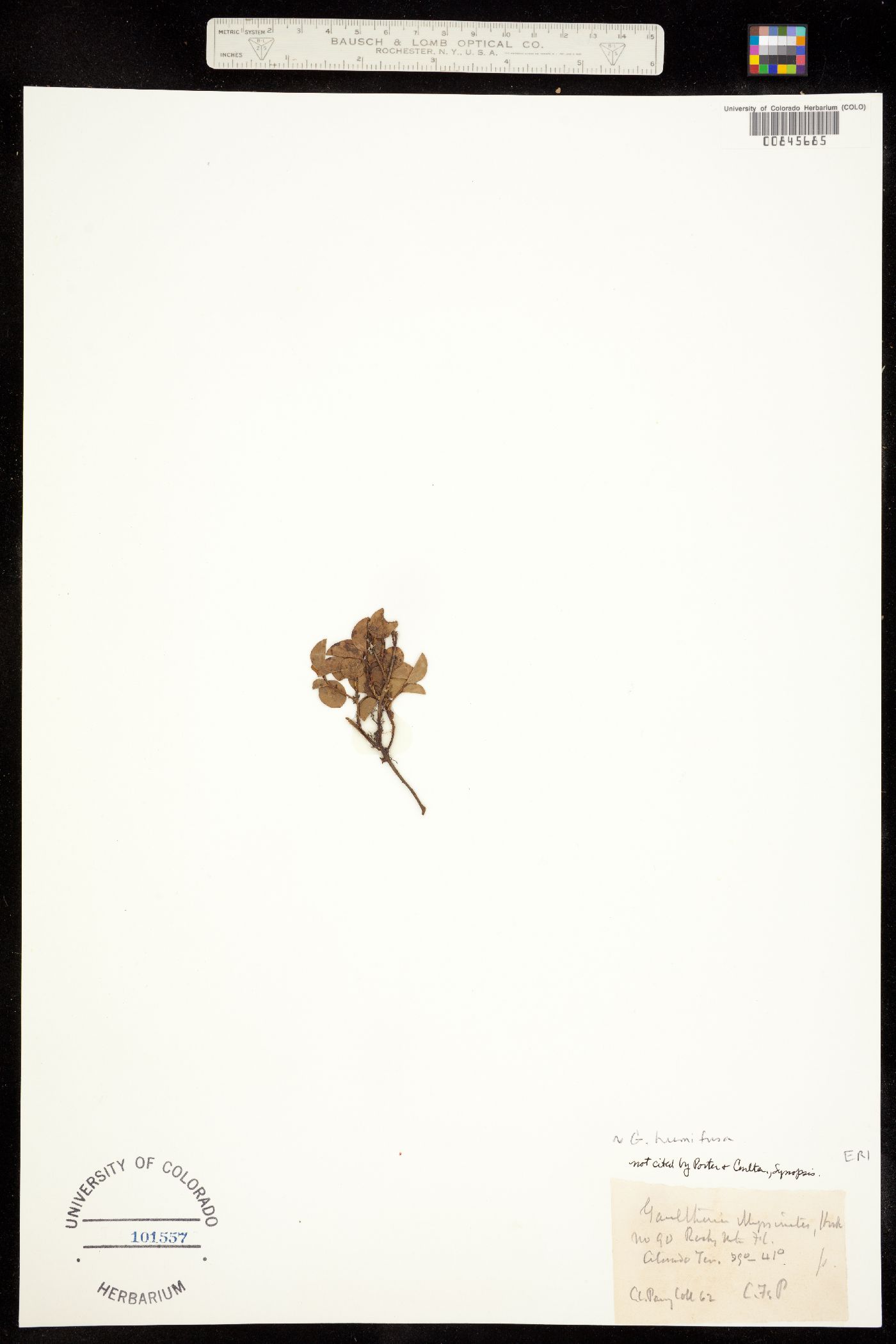 Gaultheria humifusa image