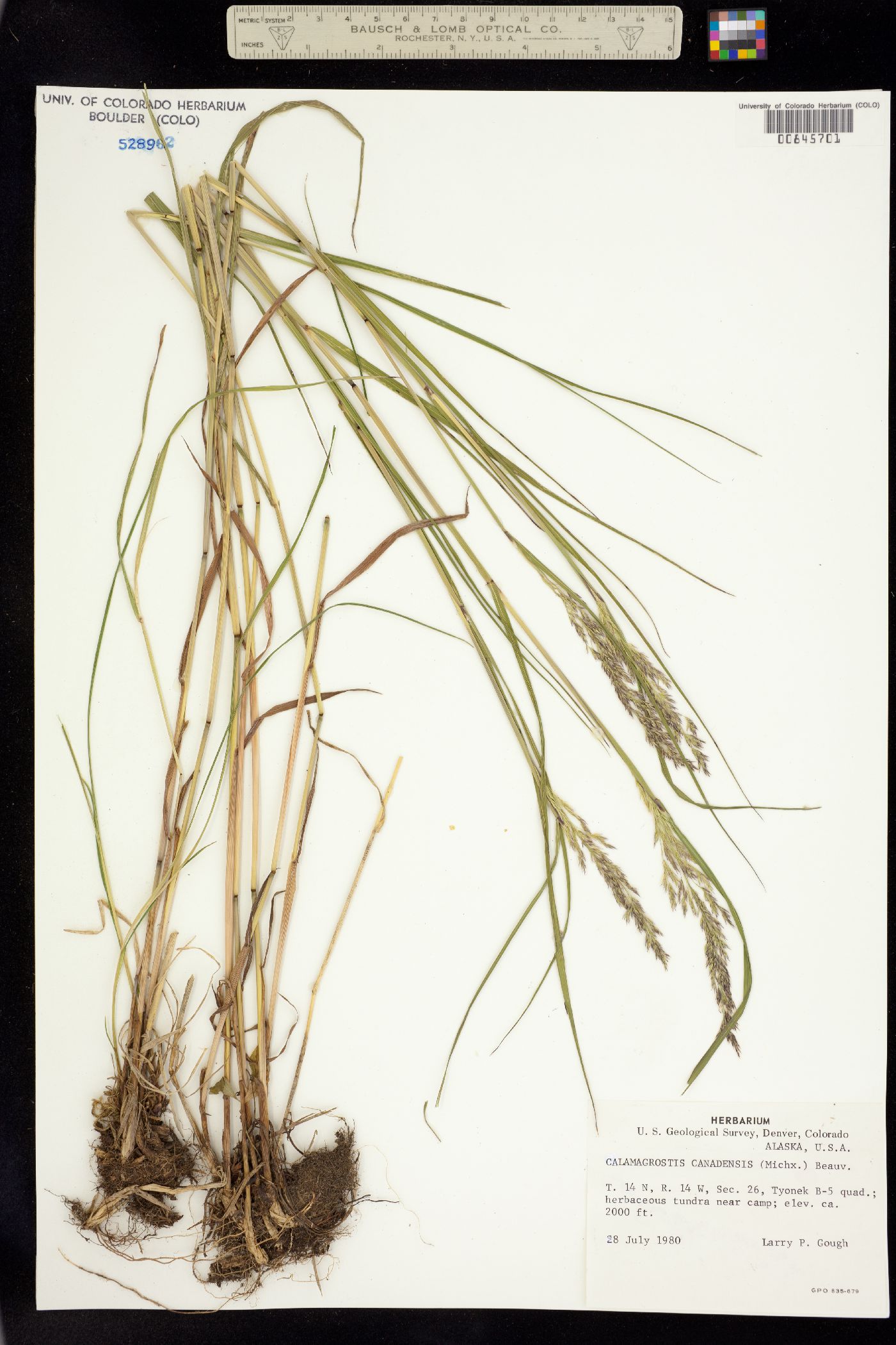 Calamagrostis canadensis image
