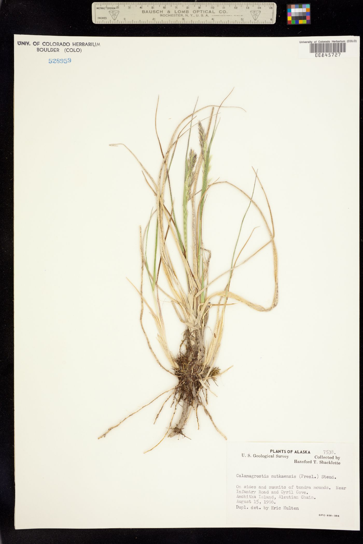 Calamagrostis nutkaensis image