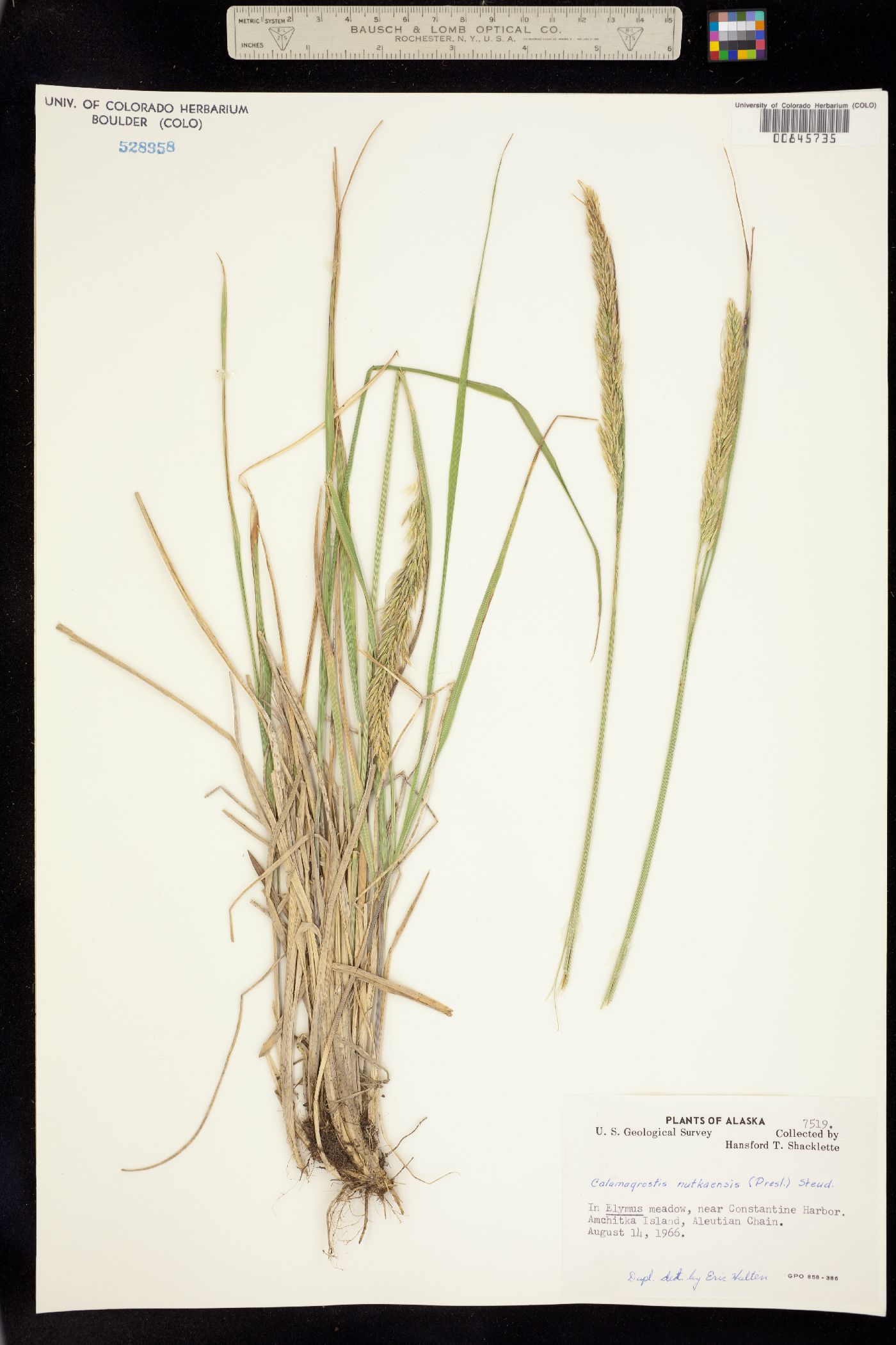 Calamagrostis nutkaensis image