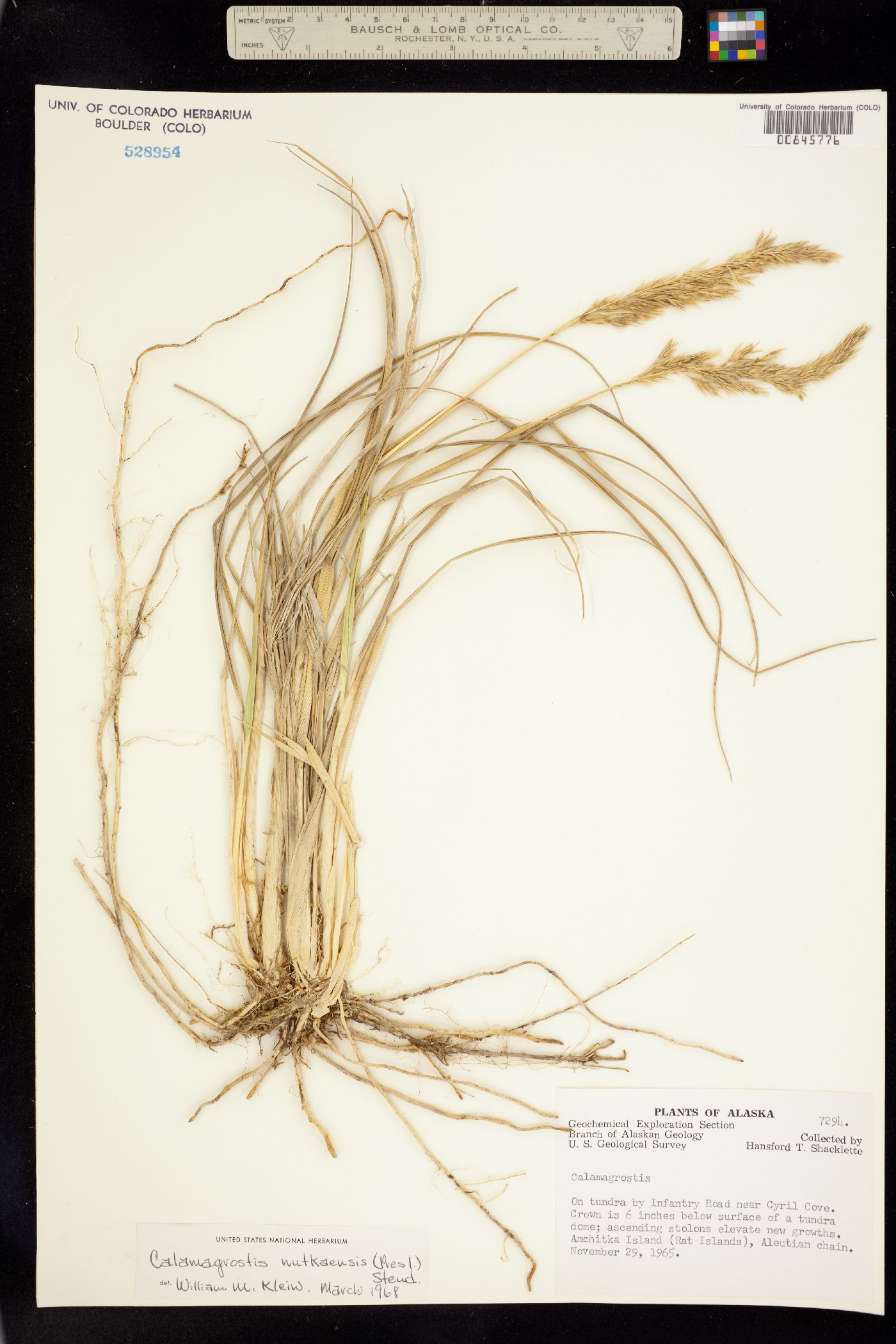 Calamagrostis nutkaensis image