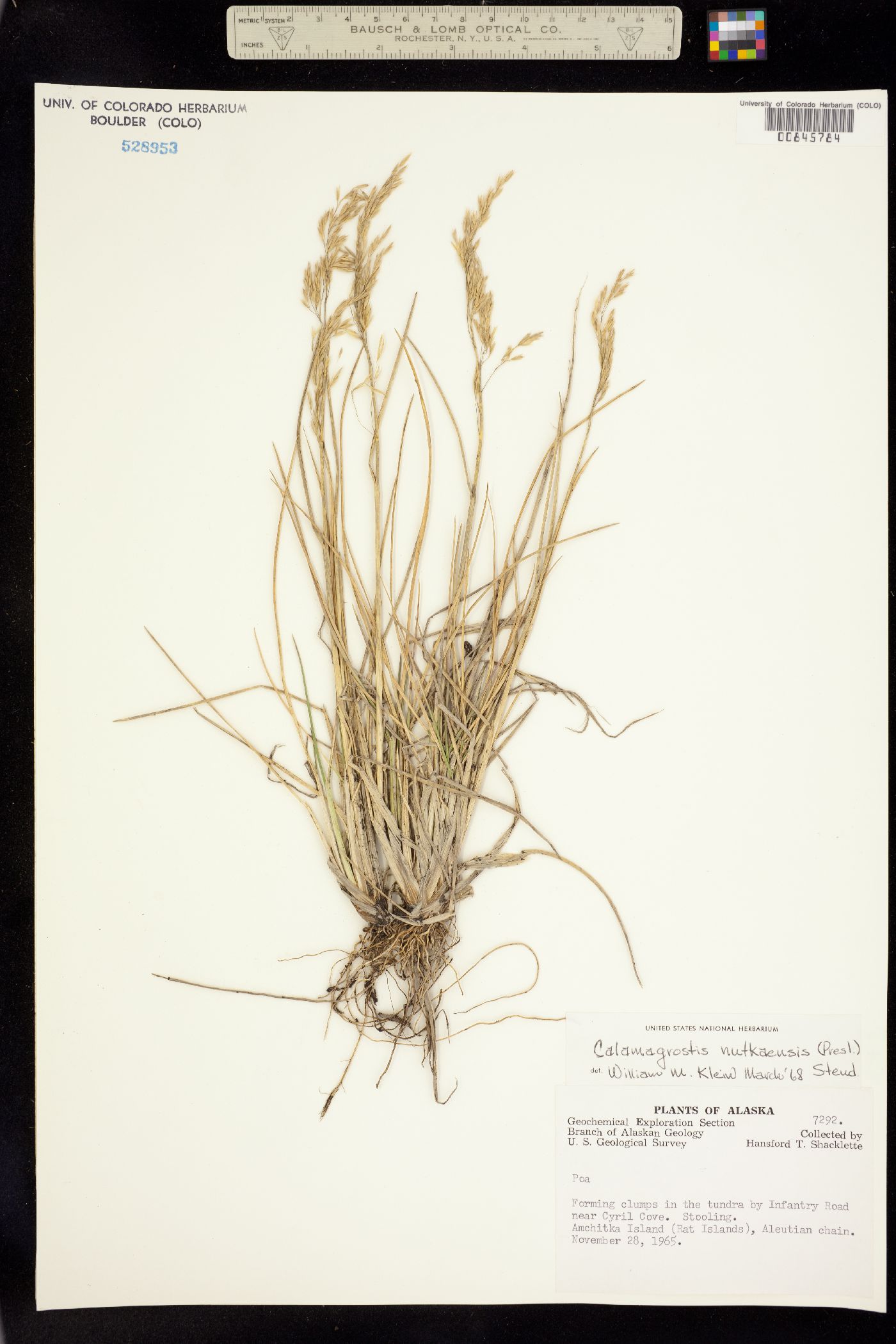 Calamagrostis nutkaensis image
