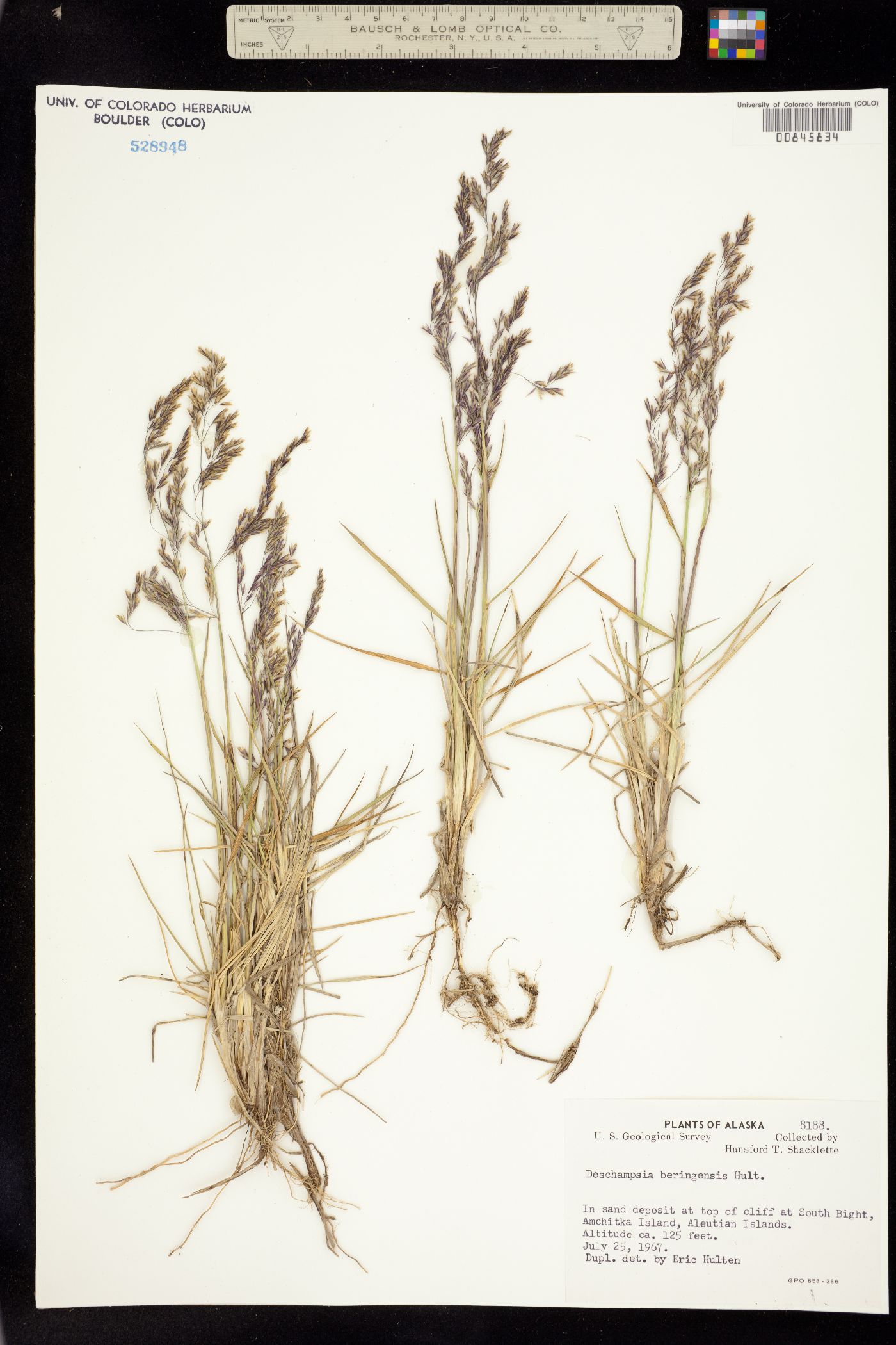 Deschampsia cespitosa ssp. beringensis image