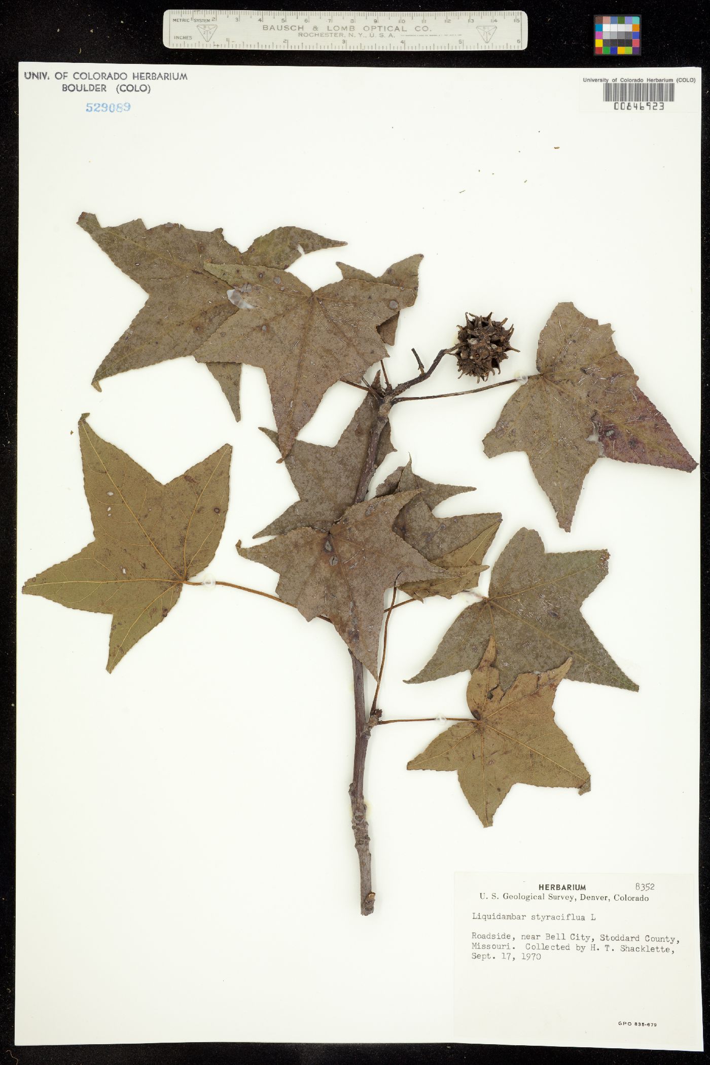 Liquidambar styraciflua image