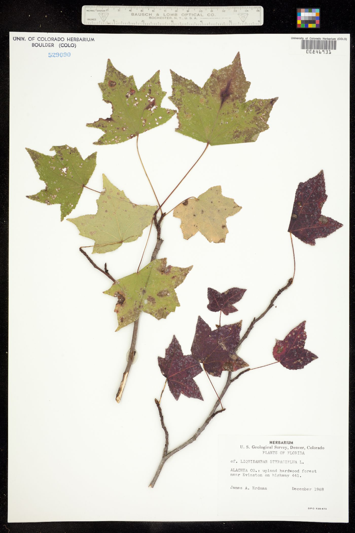 Liquidambar styraciflua image