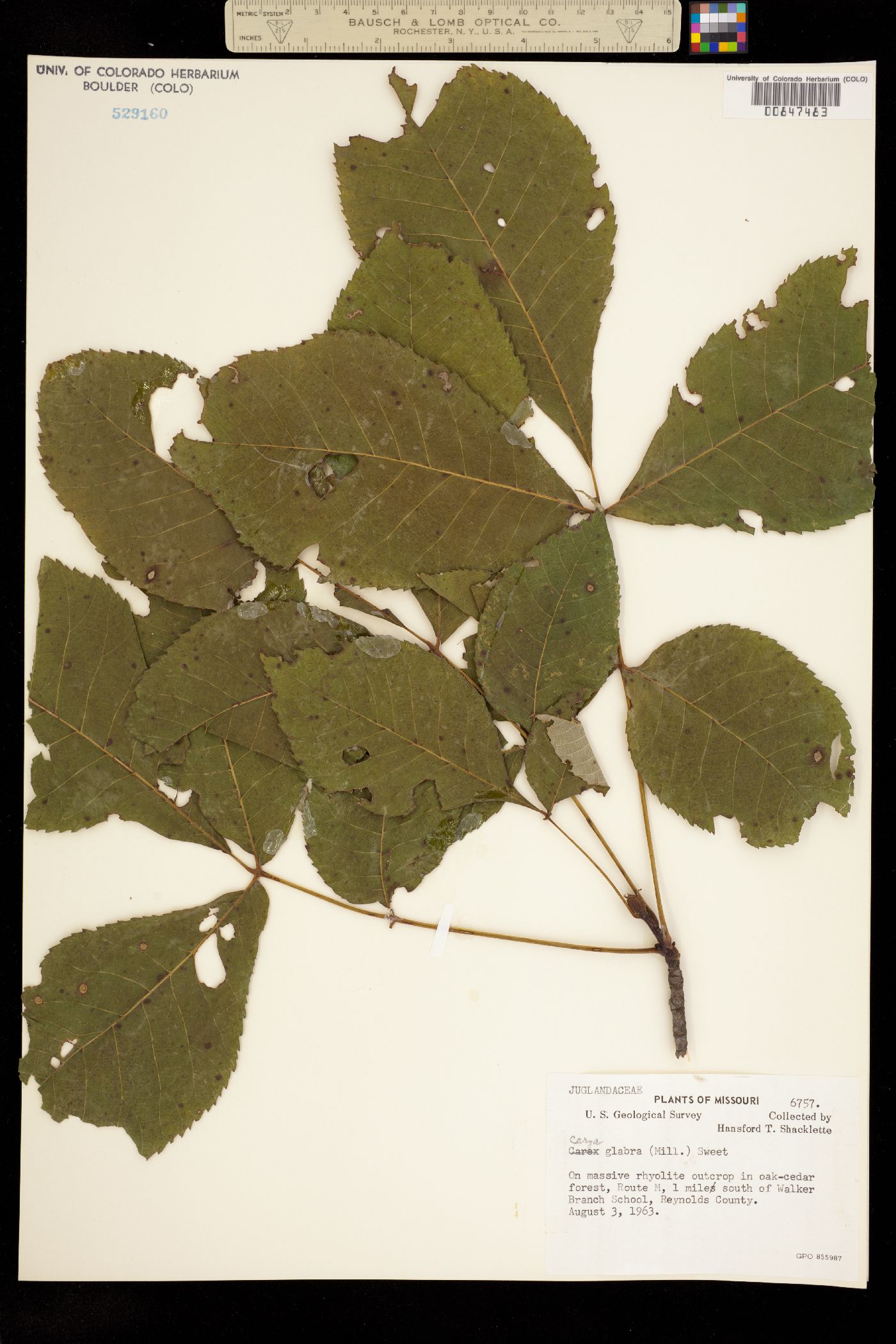 Carya glabra image