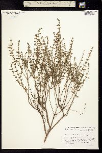 Clinopodium ashei image