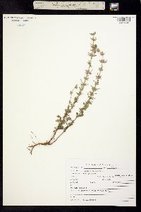 Image of Hedeoma oblongifolia
