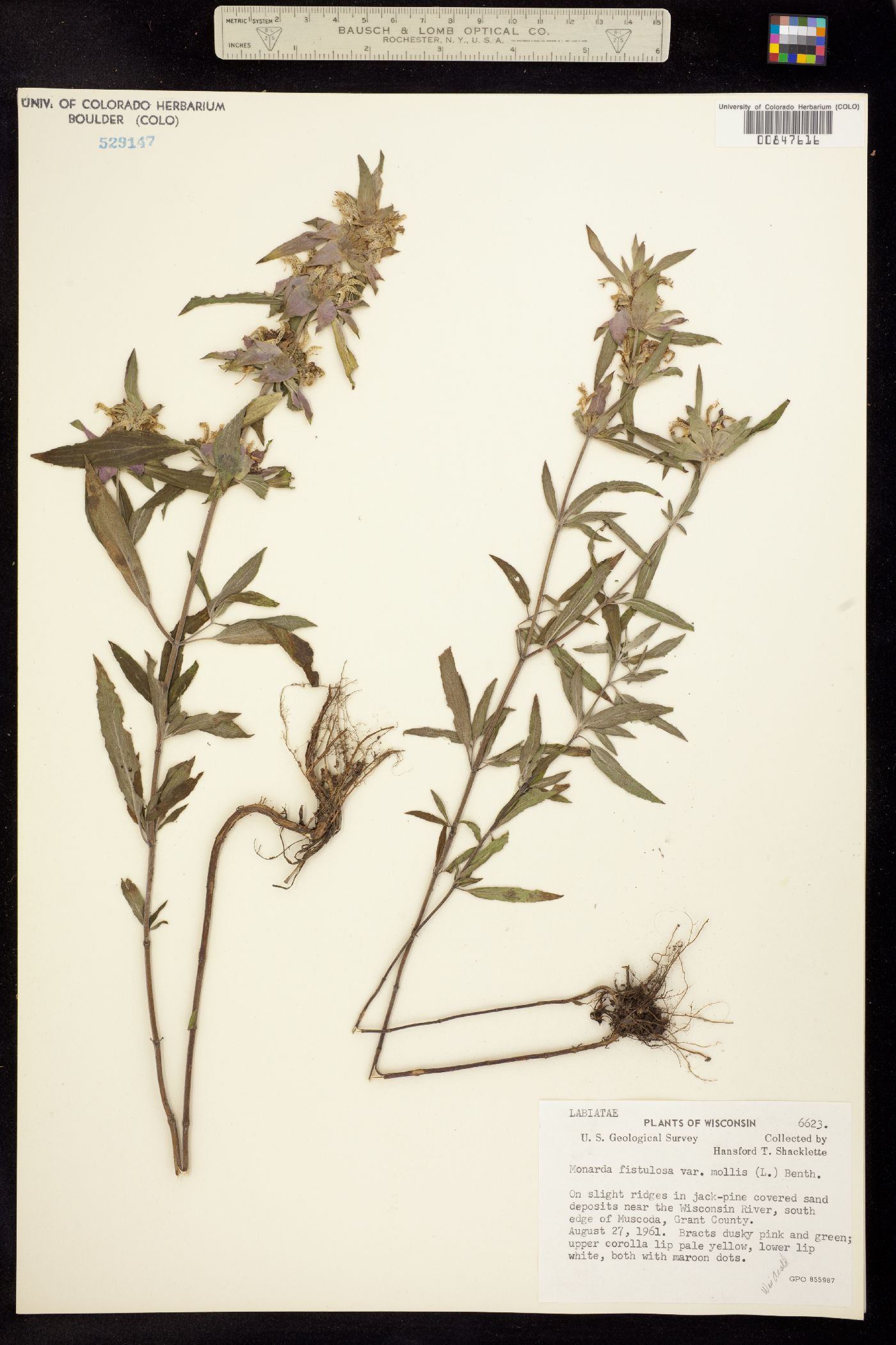 Monarda fistulosa image