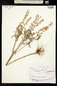 Image of Salvia subincisa