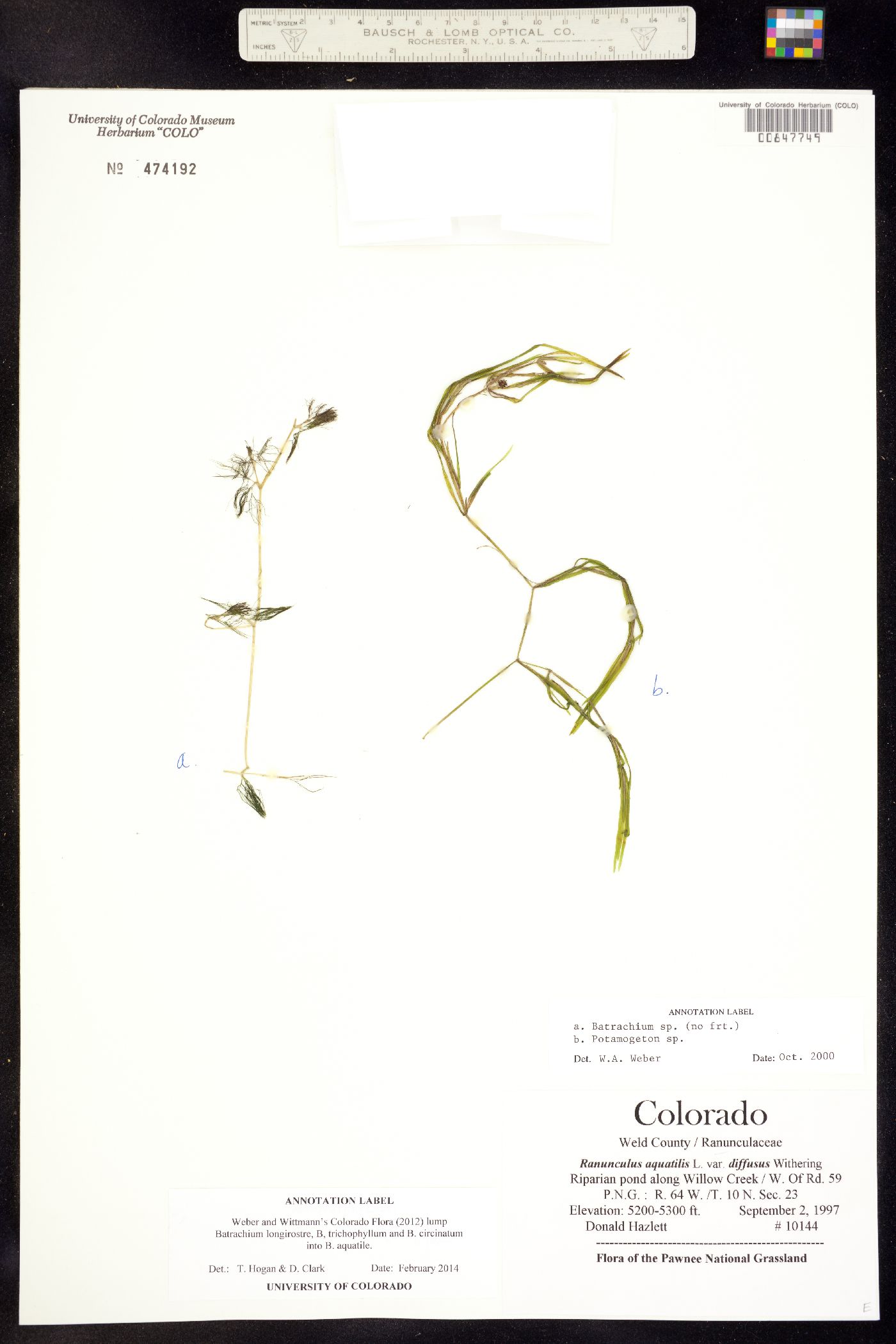 Ranunculus aquatilis image