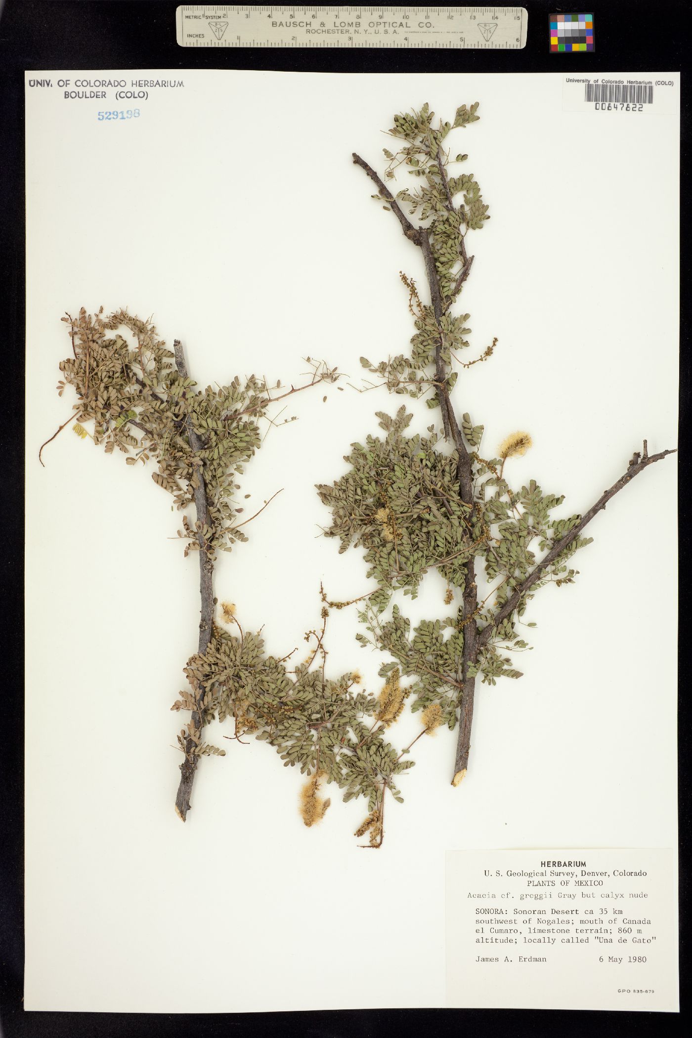 Senegalia greggii image