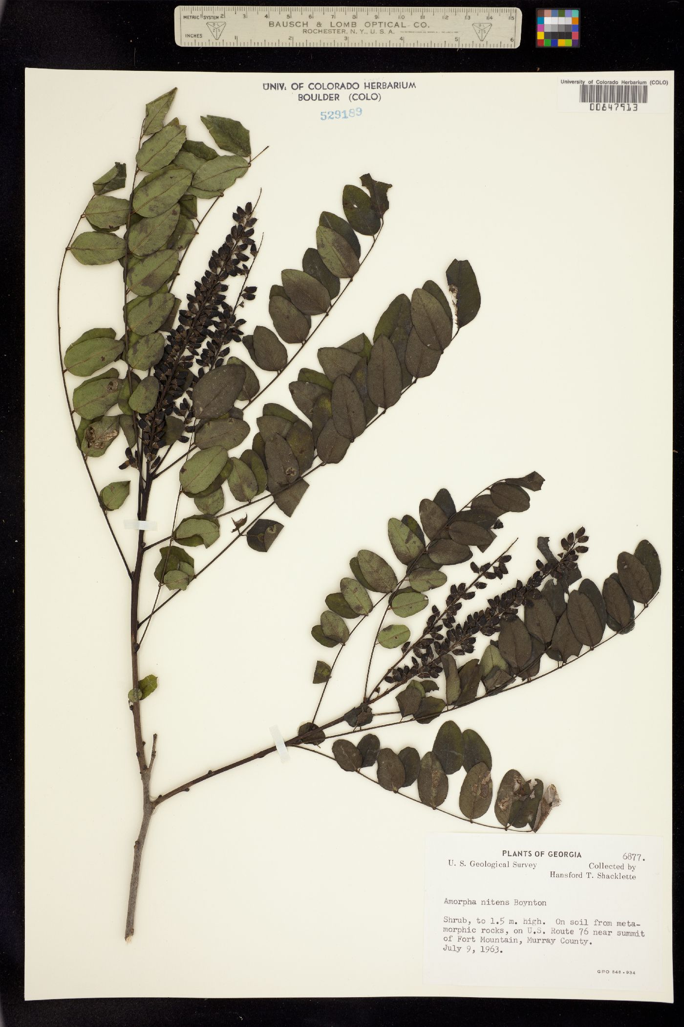 Amorpha nitens image