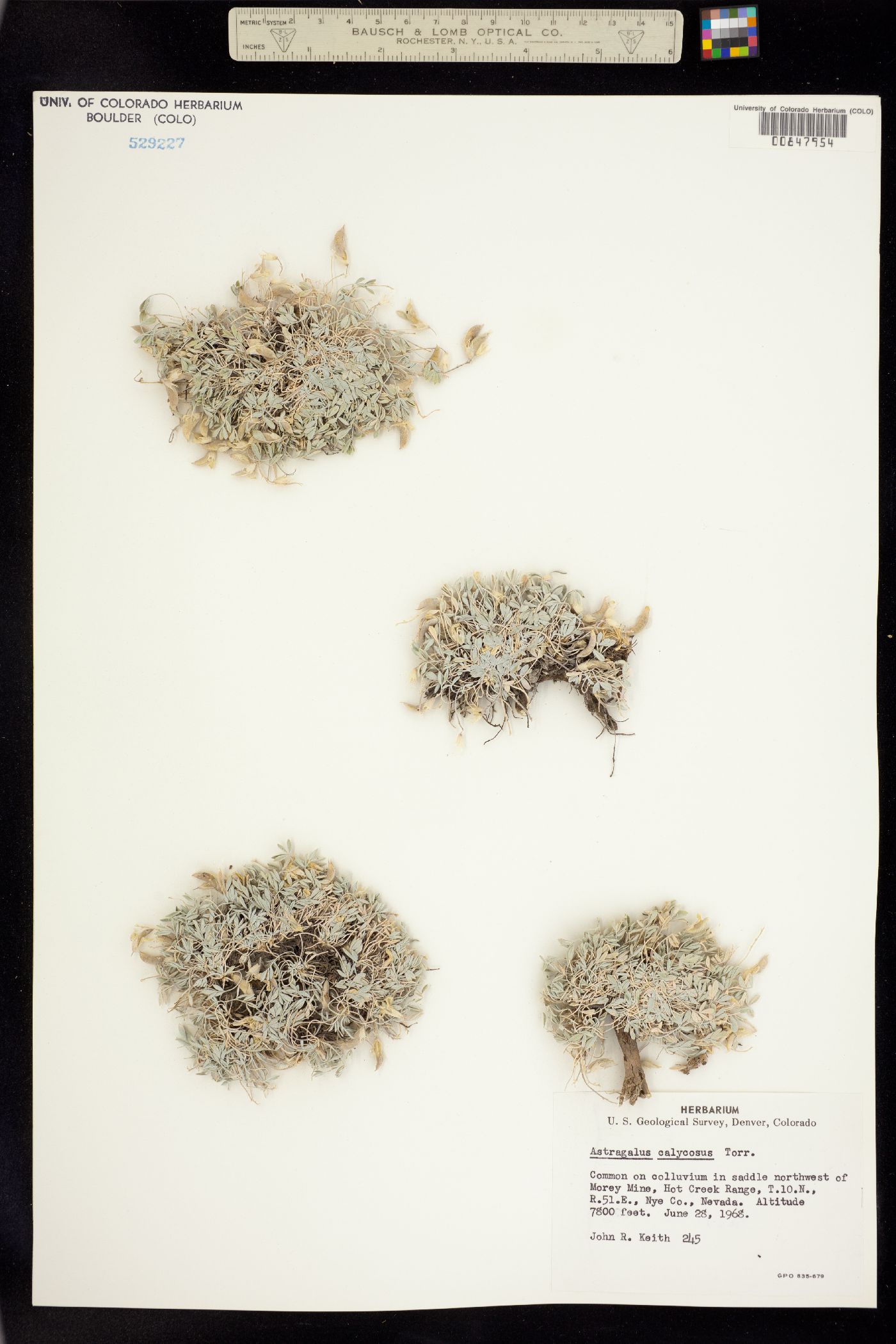 Astragalus calycosus image