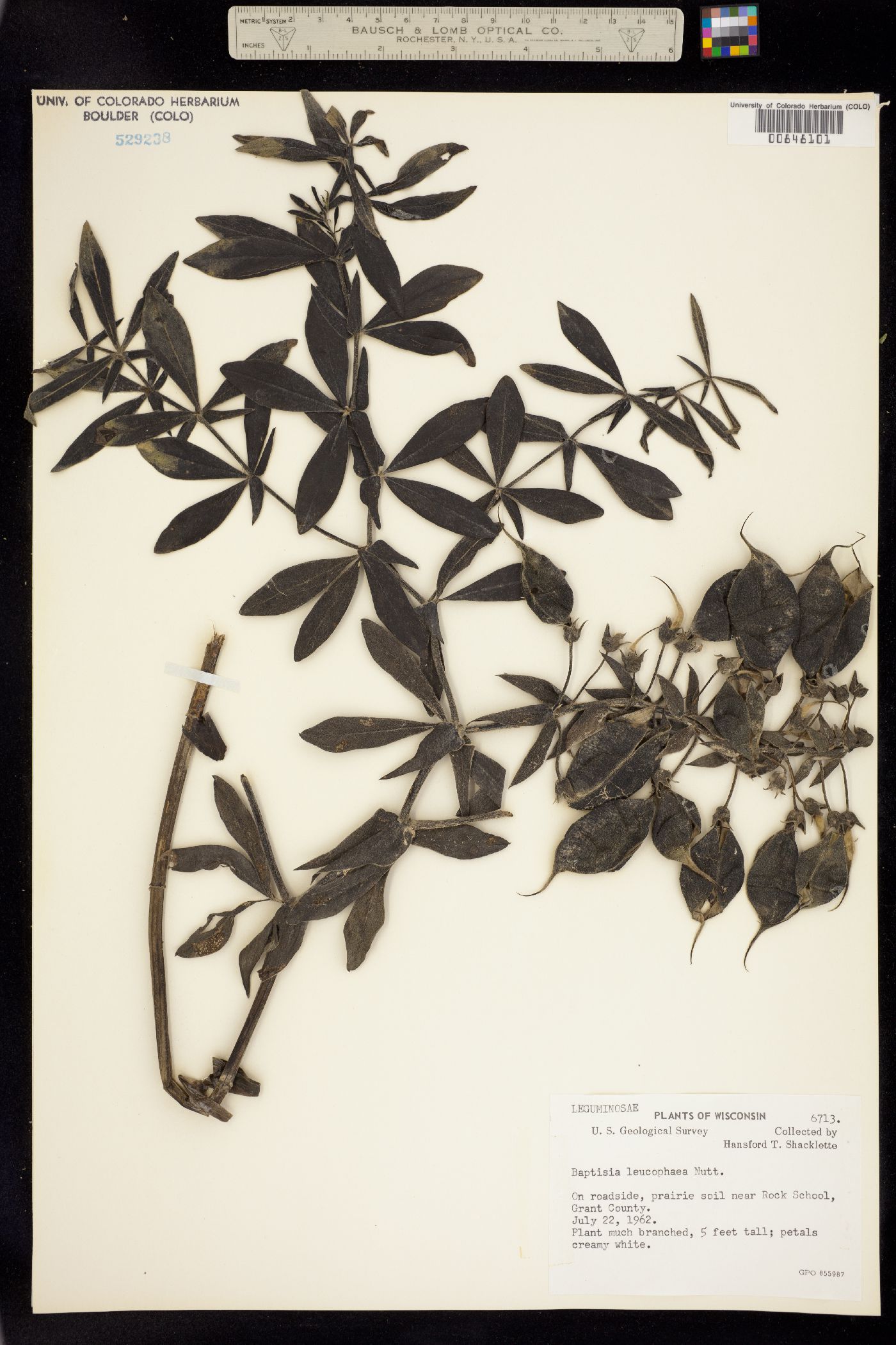 Baptisia leucophaea image