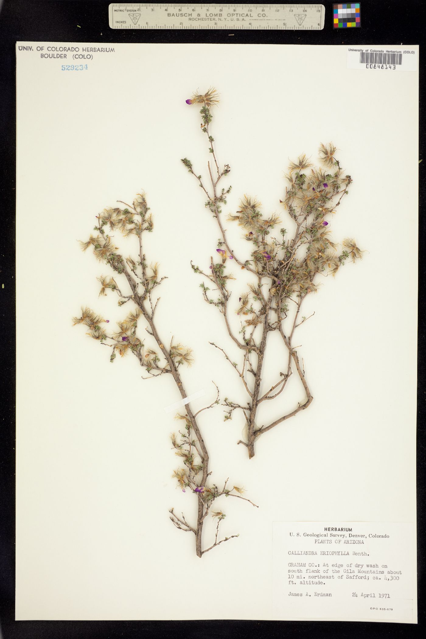 Calliandra eriophylla image