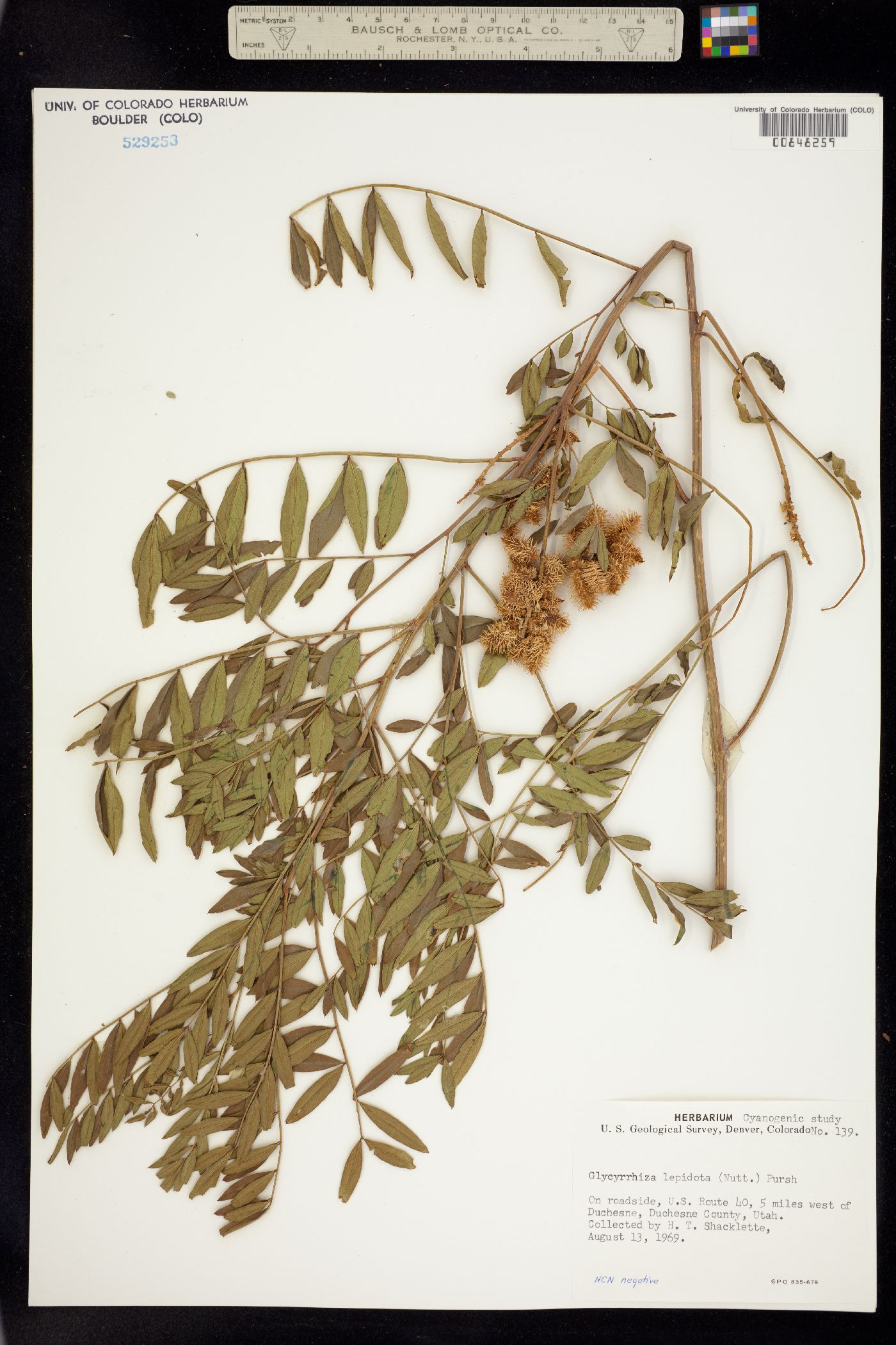 Glycyrrhiza lepidota image