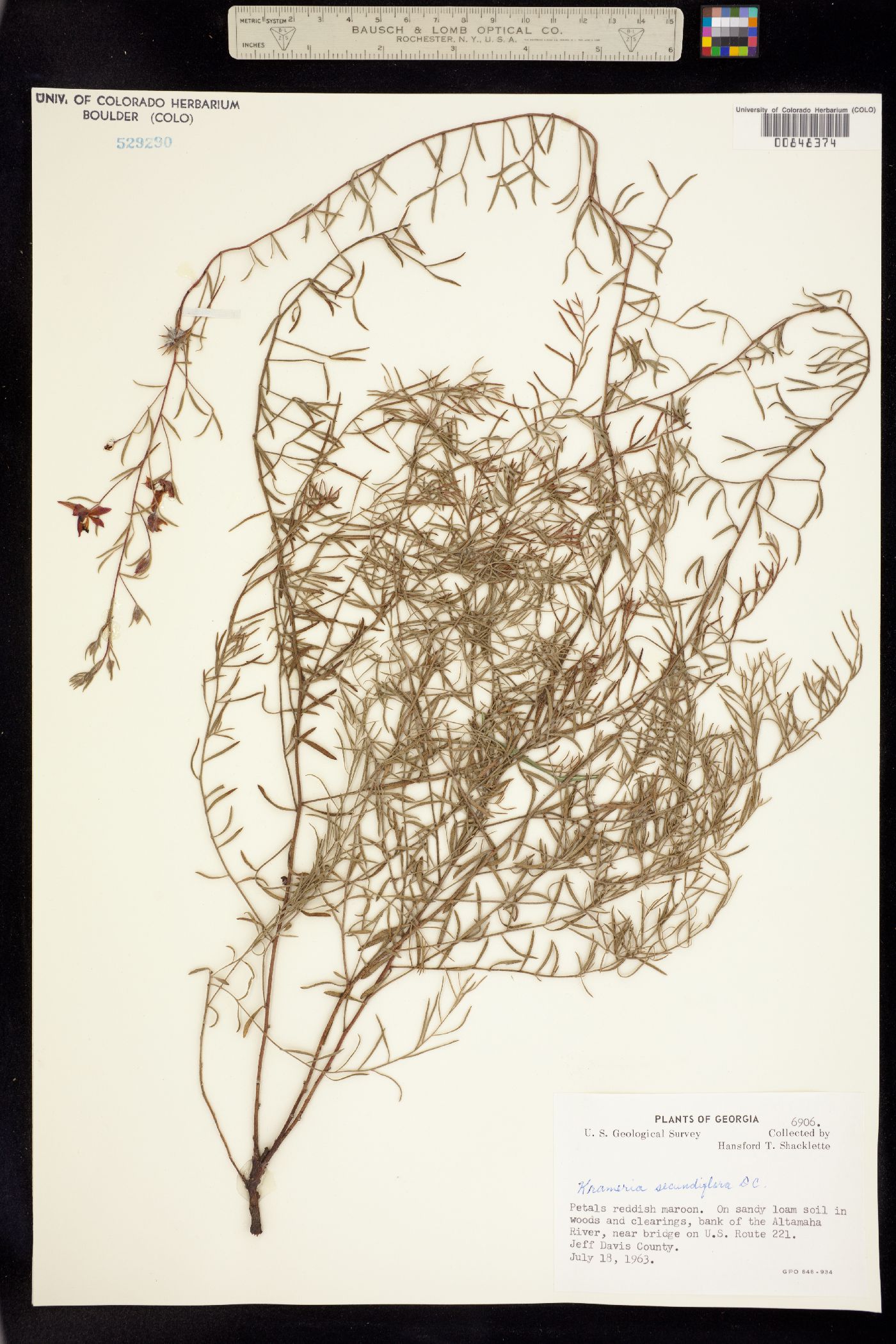 Krameria lanceolata image