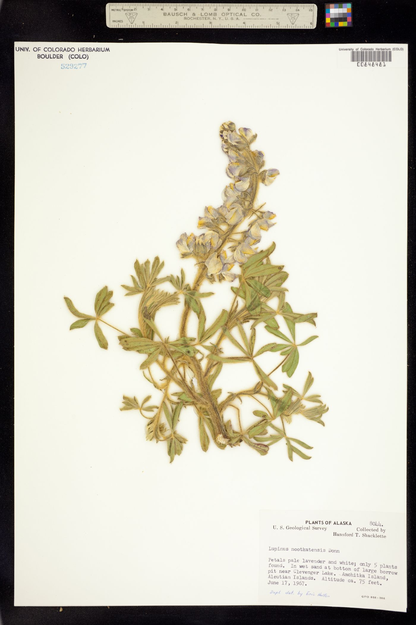 Lupinus nootkatensis image