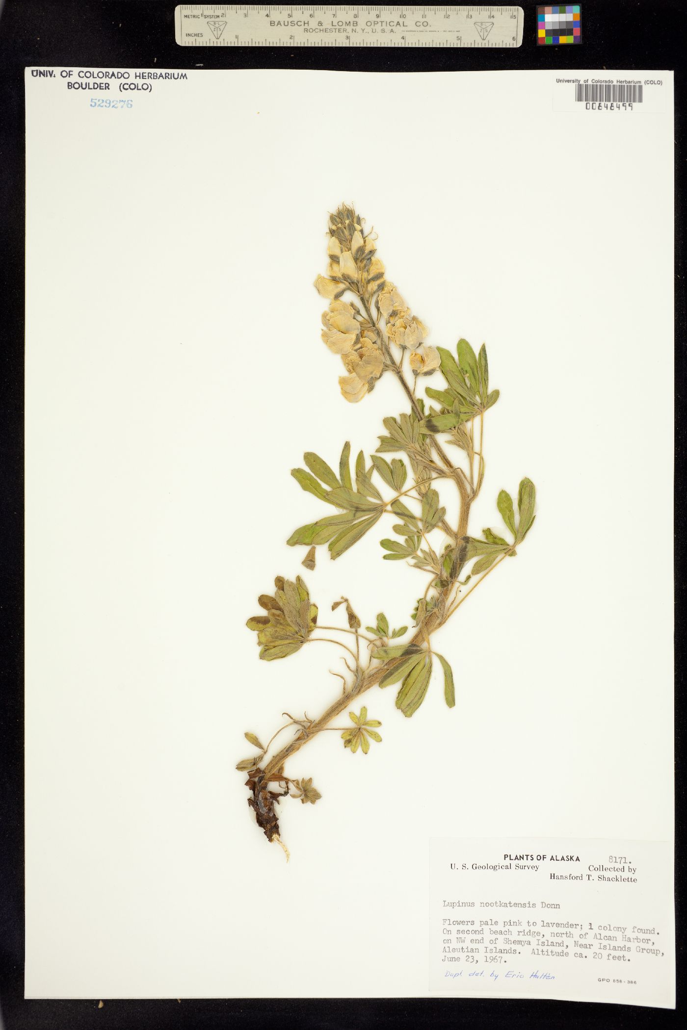 Lupinus nootkatensis image