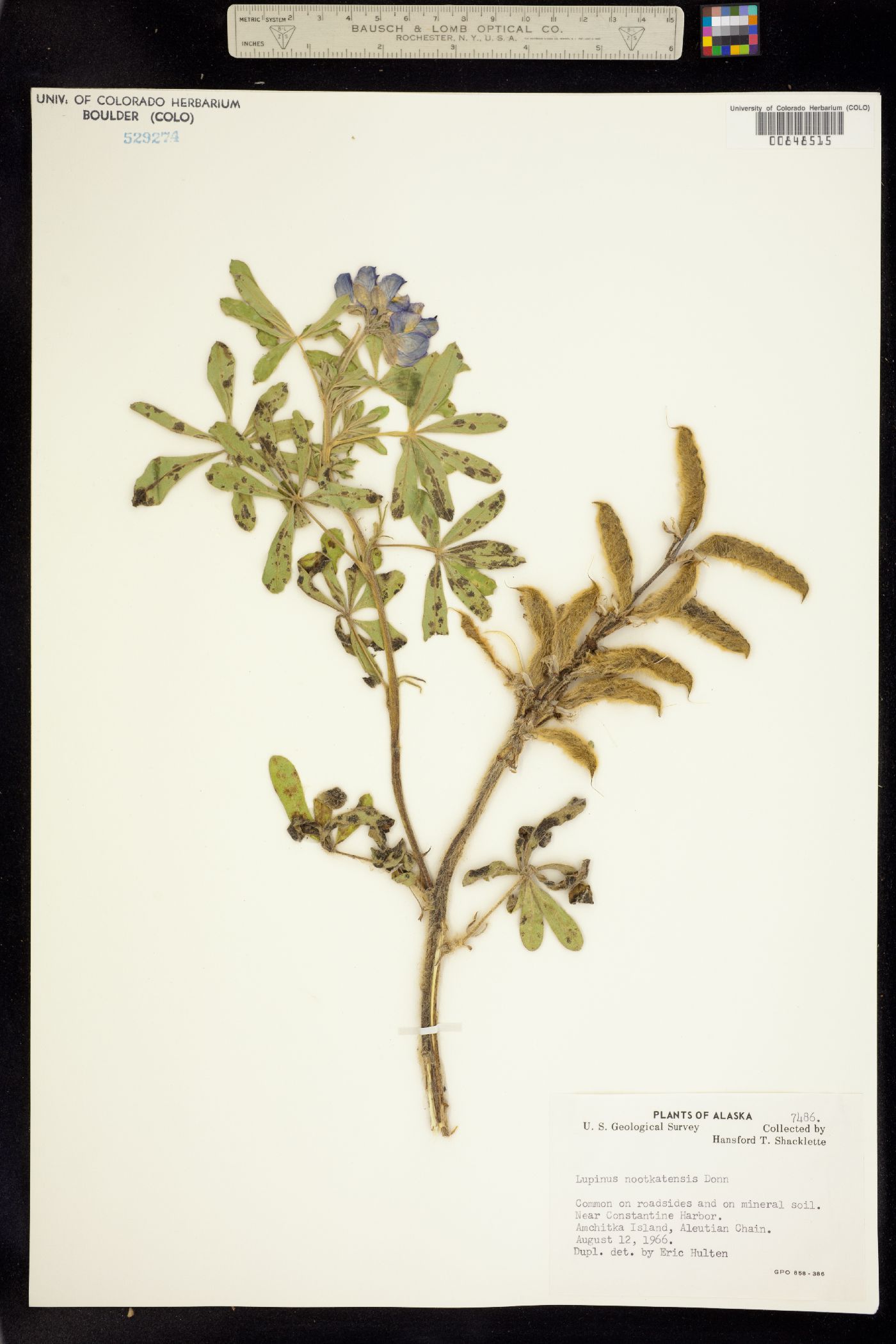 Lupinus nootkatensis image