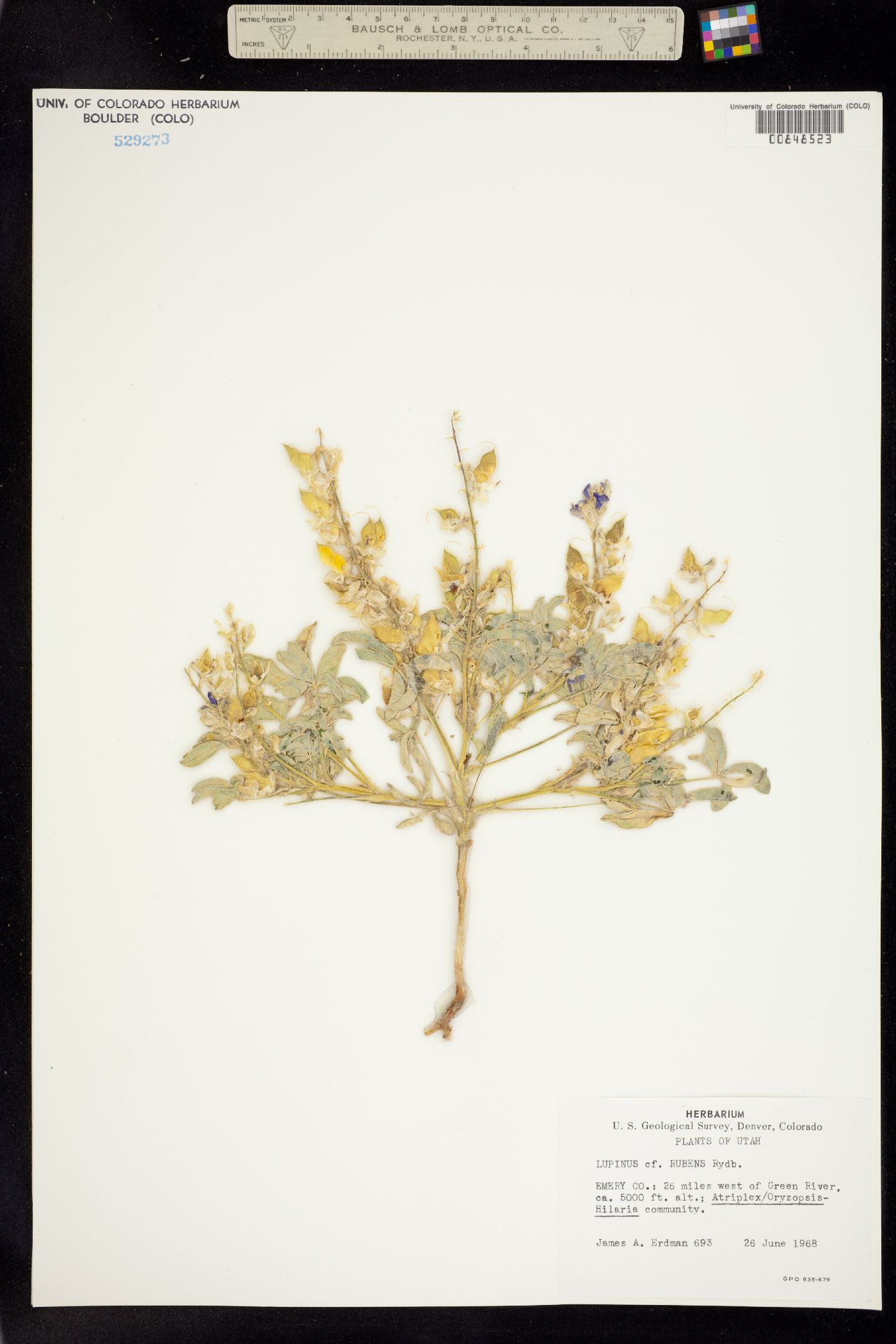 Lupinus pusillus ssp. rubens image